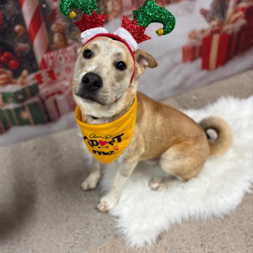 Enlarge Ben, a Adoptable Carolina Dog in Phoenix, AZ image 5/6