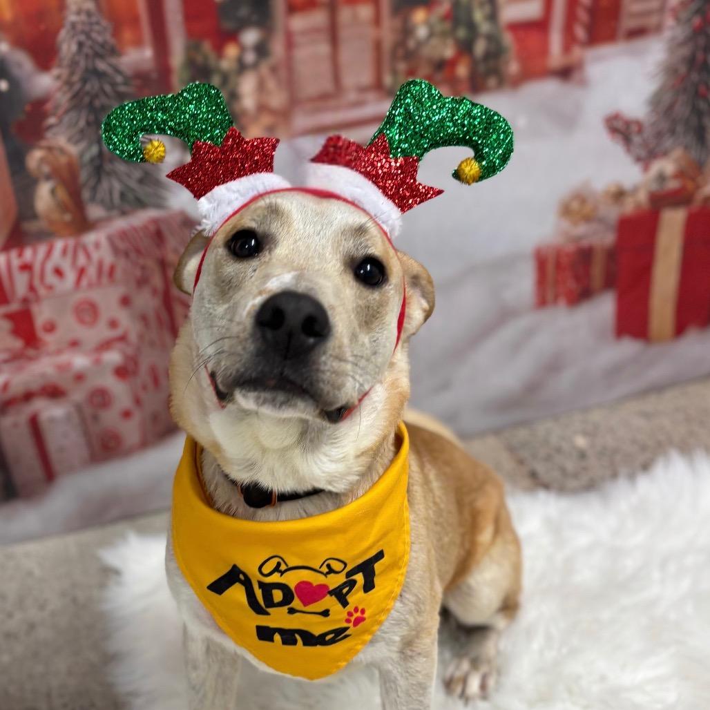 Enlarge Ben, a Adoptable Carolina Dog in Phoenix, AZ image 6/6