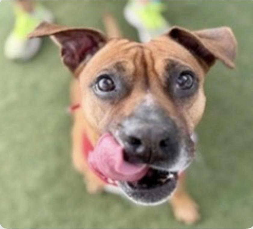 Enlarge Diana, a ADOPTABLE mixed breed in St Petersburg, FL image 2/2