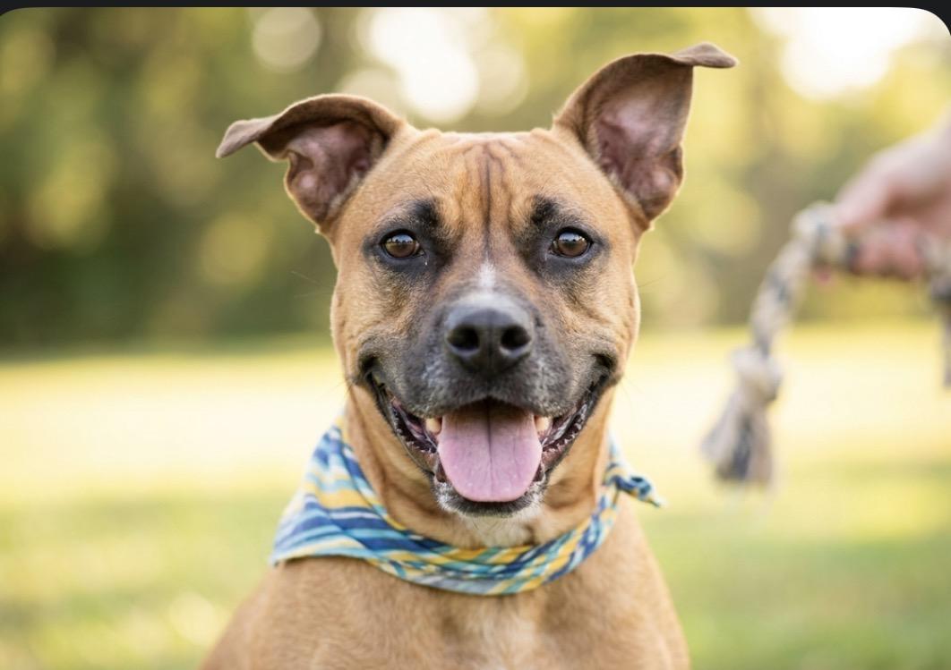 Diana, ADOPTABLE, Adult Female Boxer.