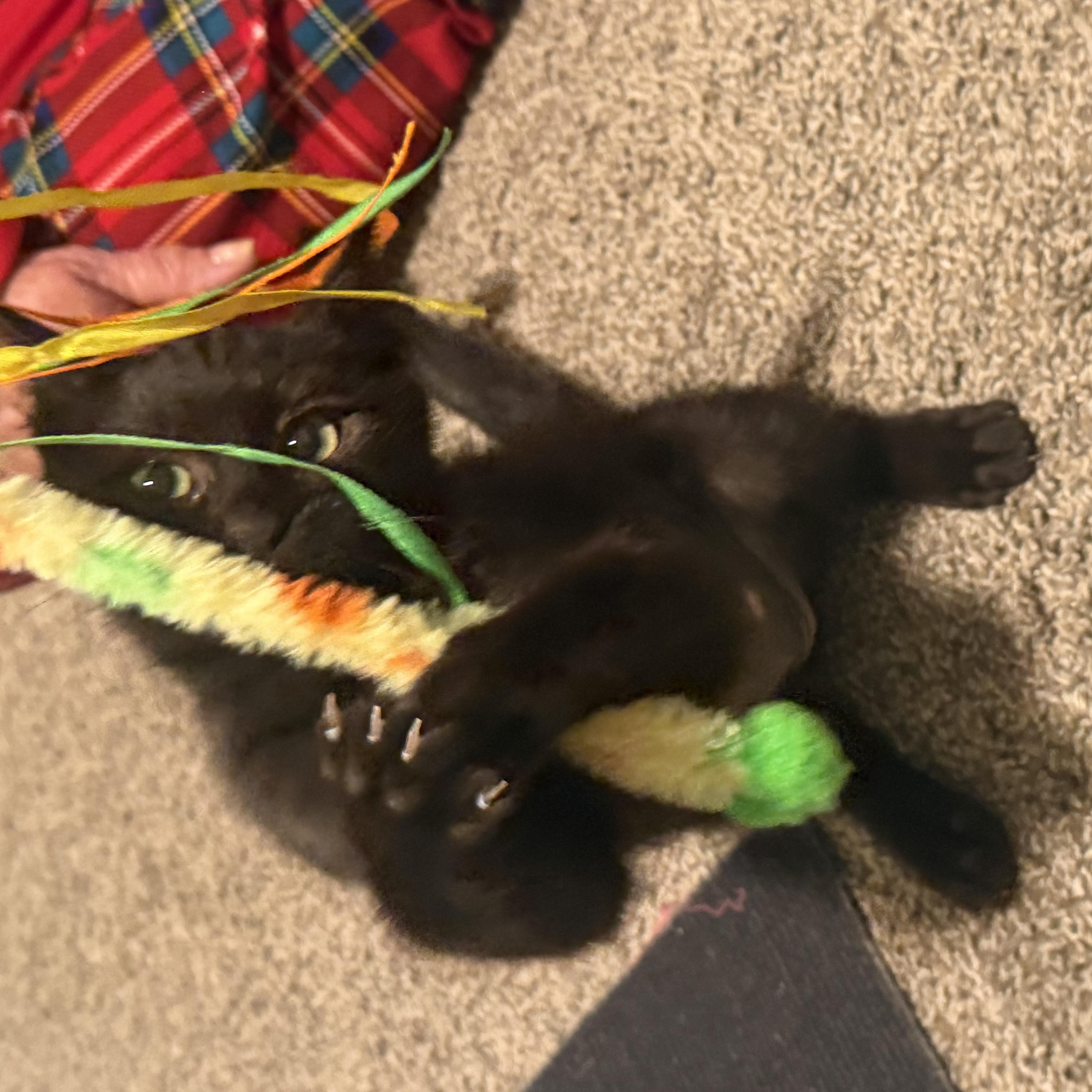 Enlarge Nyx, a ADOPTABLE Domestic Short Hair in Rio Linda, CA image 6/6