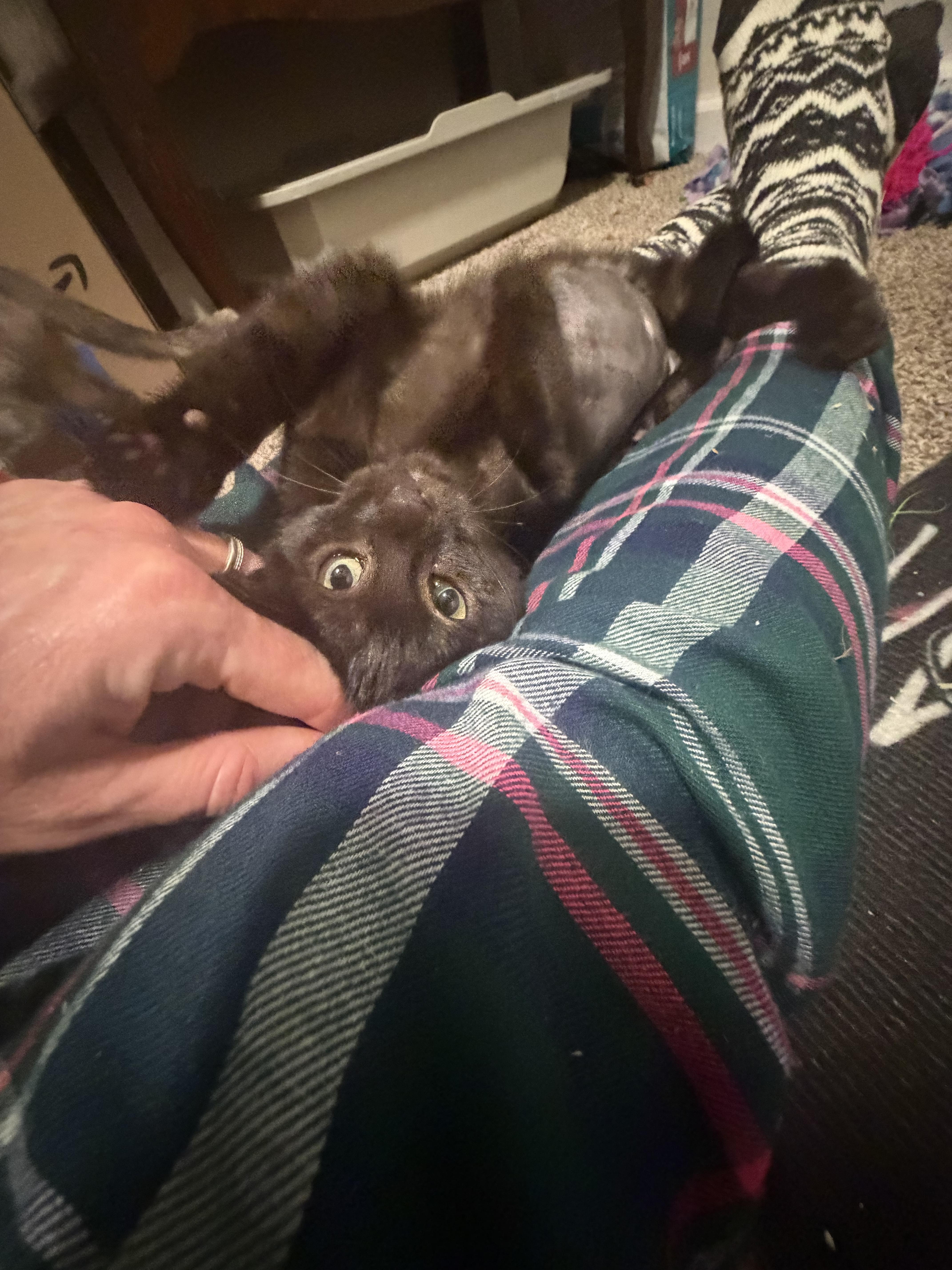 Enlarge Nyx, a ADOPTABLE Domestic Short Hair in Rio Linda, CA image 5/6