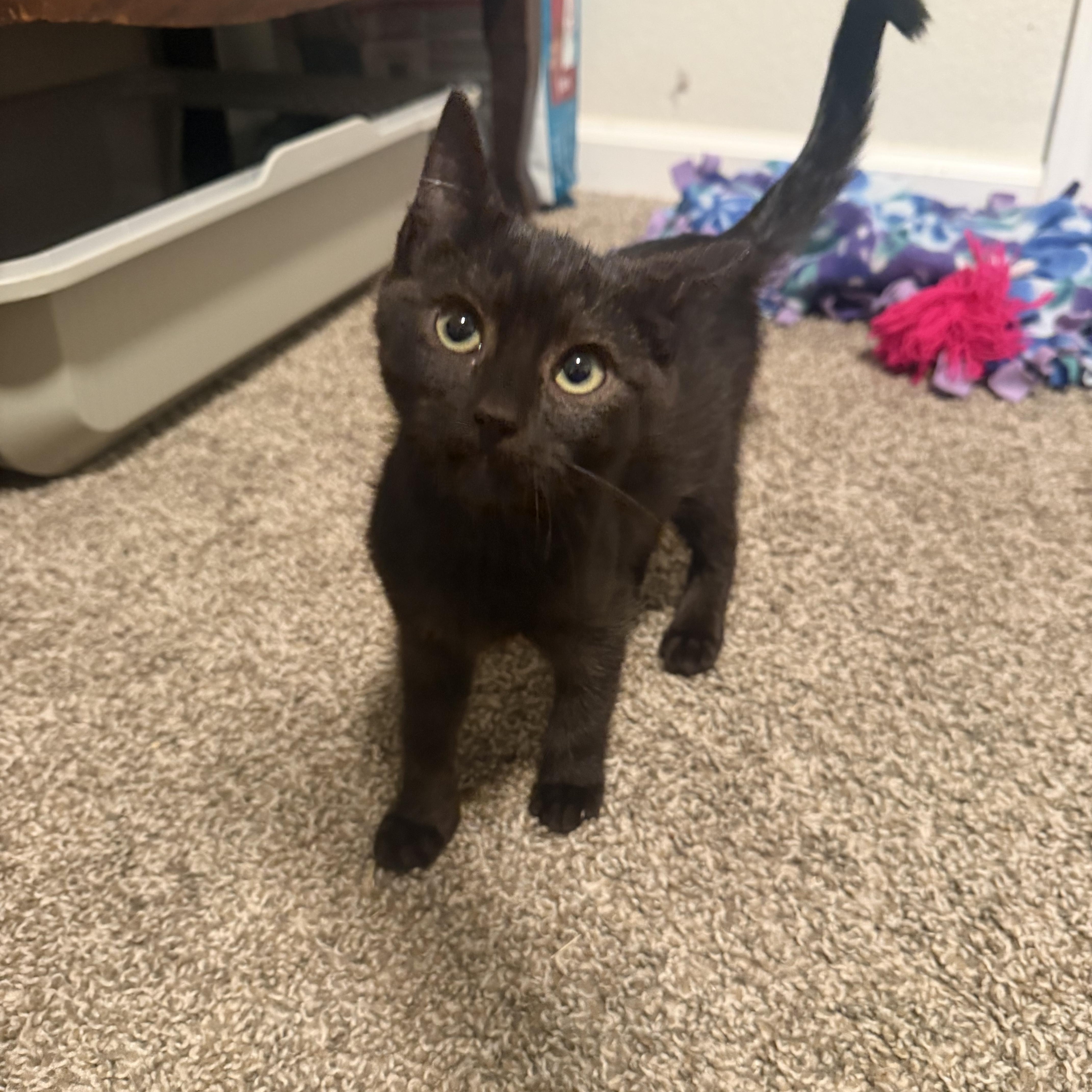Nyx, ADOPTABLE, Kitten Female Domestic Short Hair.
