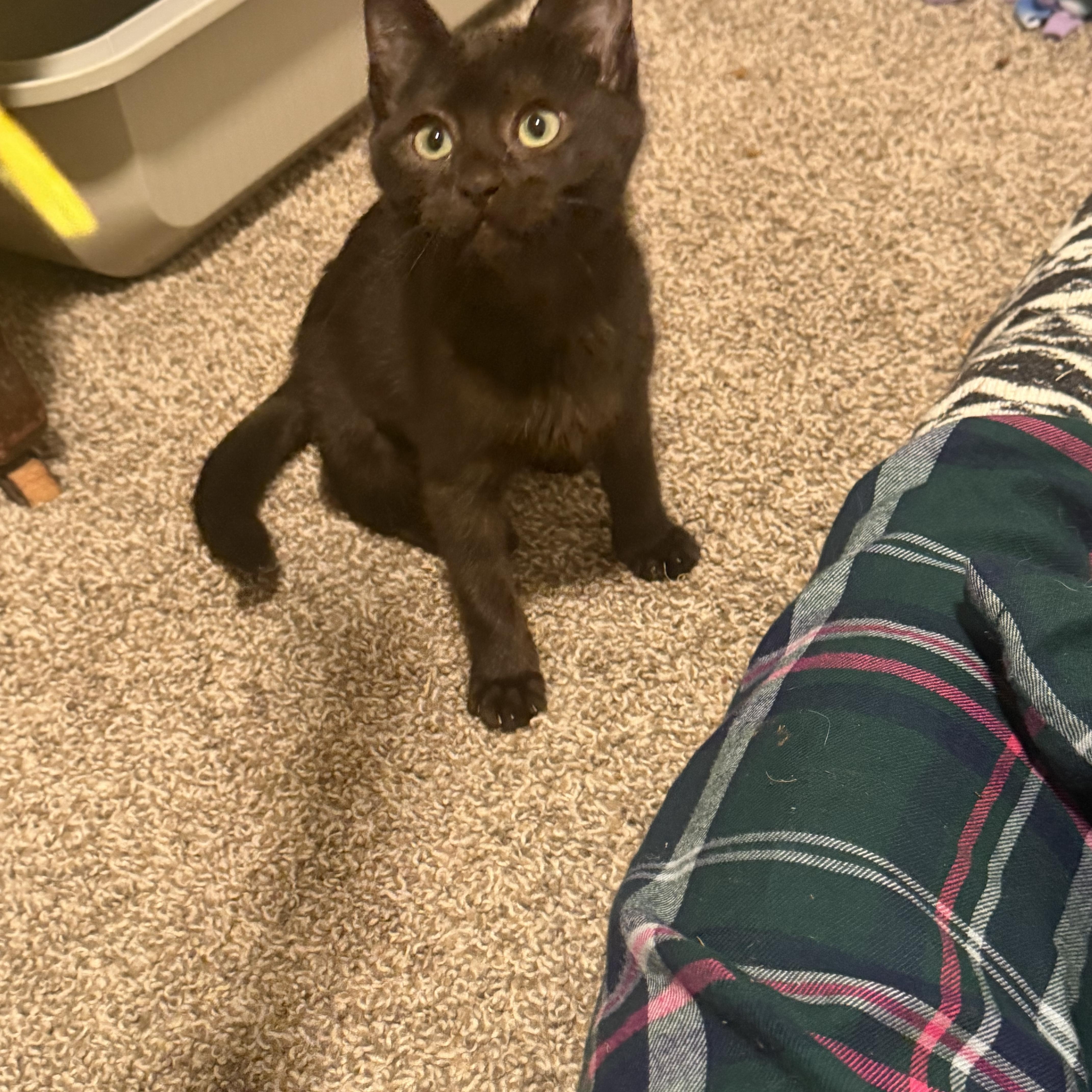 Enlarge Nyx, a ADOPTABLE Domestic Short Hair in Rio Linda, CA image 2/6