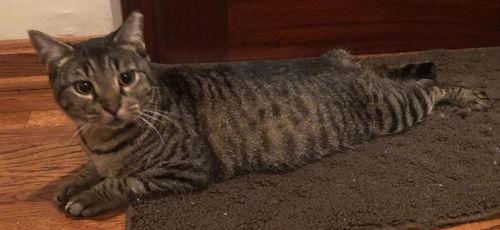 Tiger Lily - Petsmart Plantation Foster Home, Adoptable, Adult Female Manx.