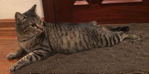 Tiger Lily - Petsmart Plantation Foster Home, a Adoptable Manx in Oakland Park, FL image 3/3