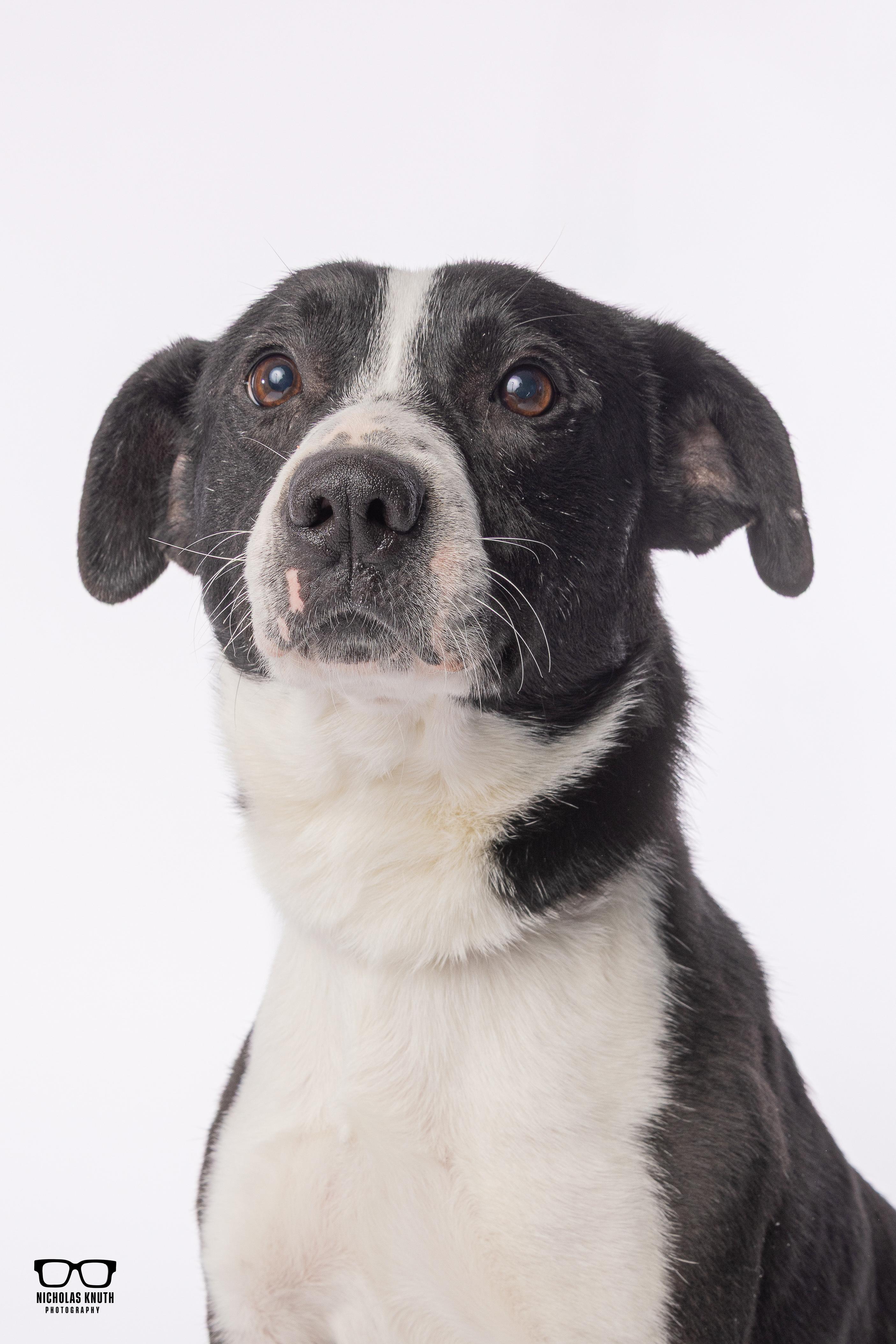 Ancil ***KANKAKEE TORNADO PUP***, adopted, Adult Male Border Collie.