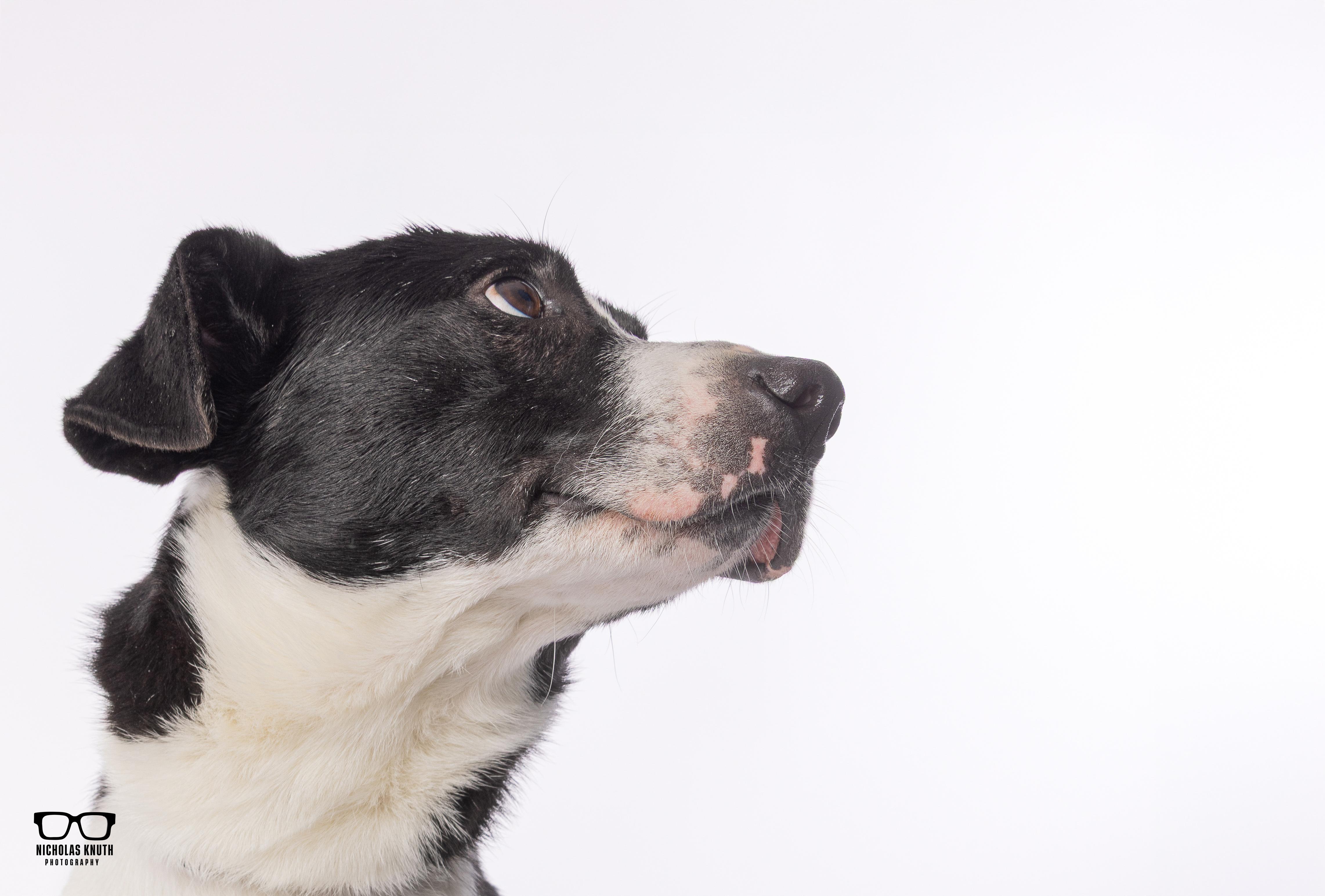 Enlarge Ancil ***KANKAKEE TORNADO PUP***, an adopted mixed breed in Palatine, IL image 6/6