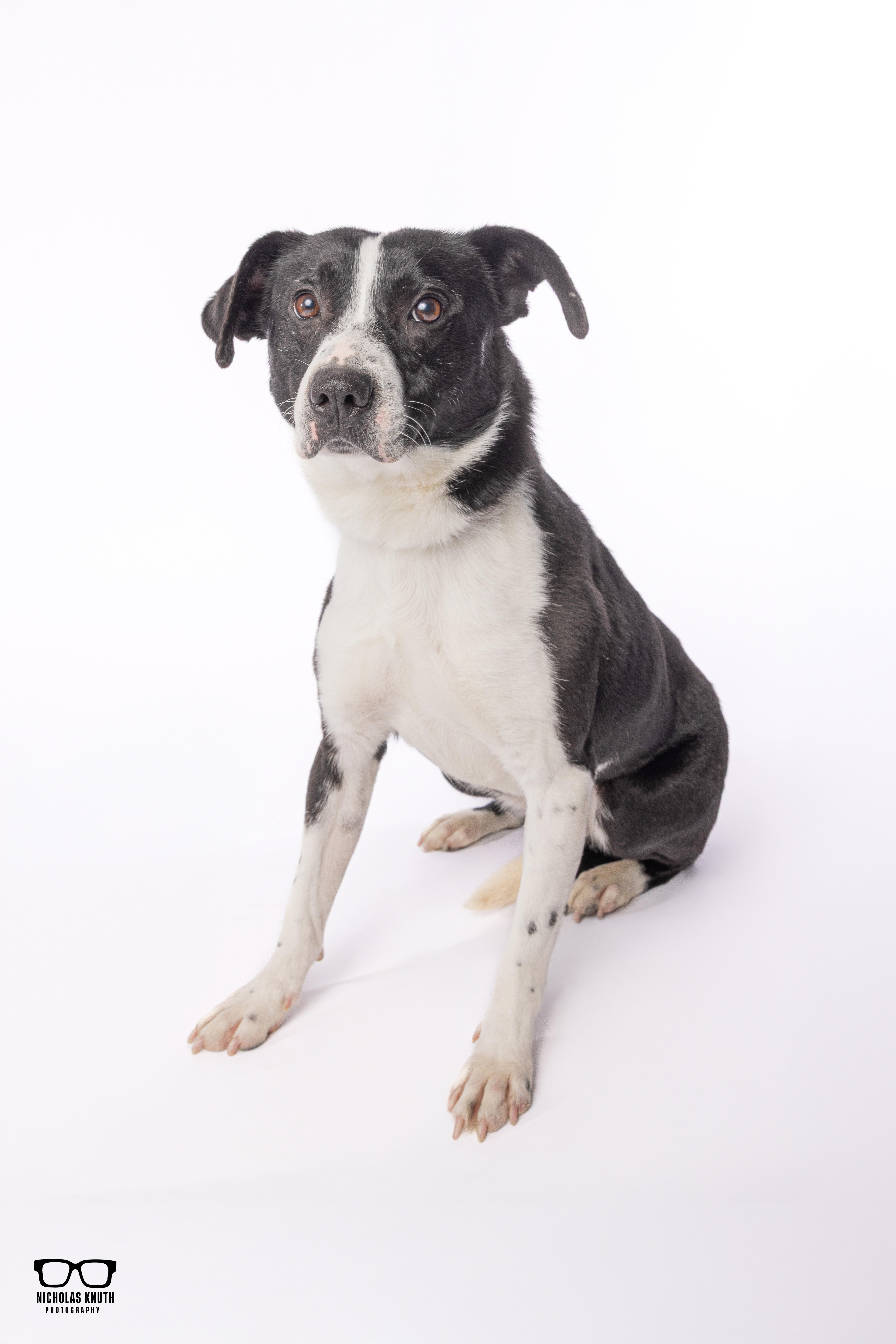 Enlarge Ancil ***KANKAKEE TORNADO PUP***, an adopted mixed breed in Palatine, IL image 5/6