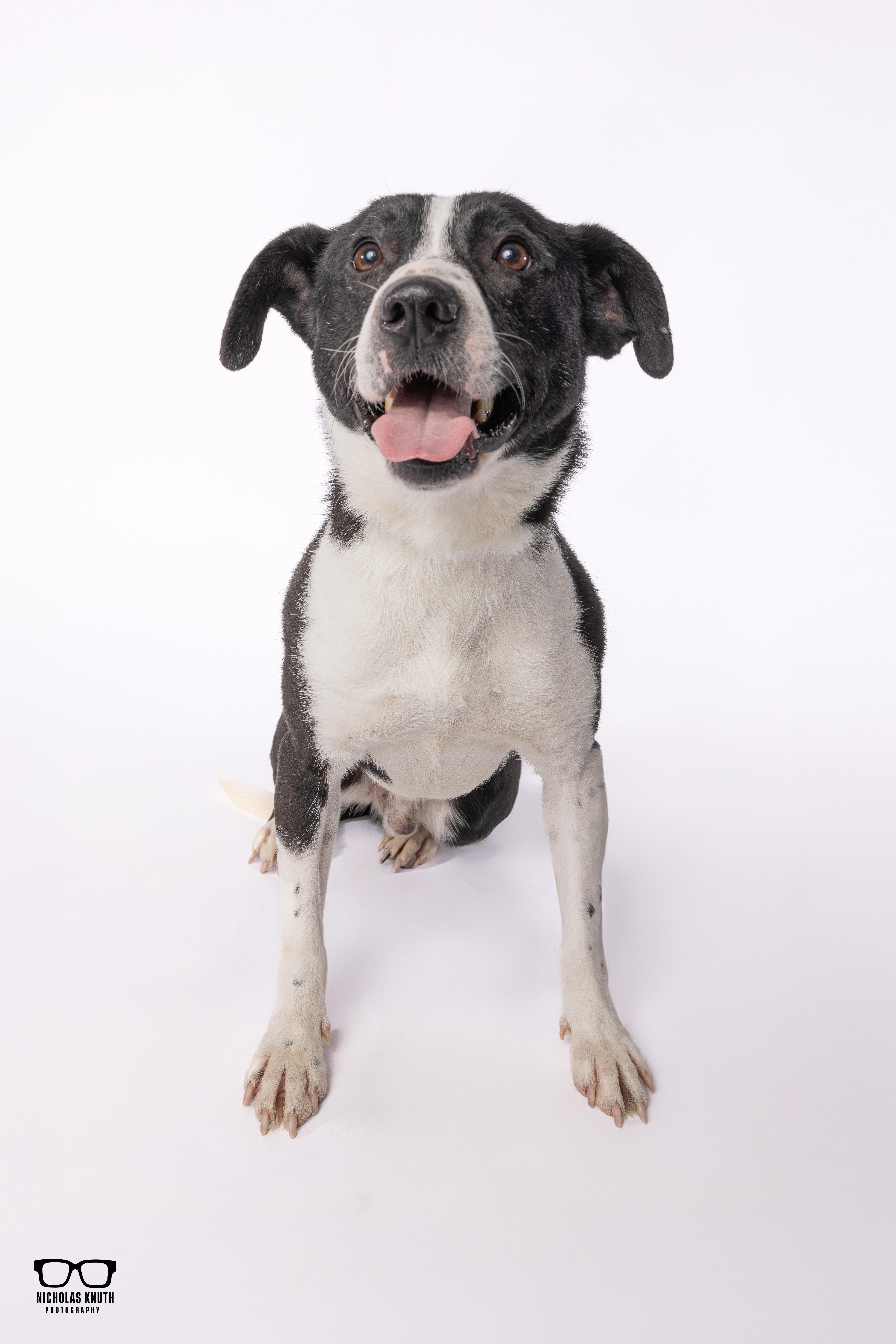 Enlarge Ancil ***KANKAKEE TORNADO PUP***, an adopted mixed breed in Palatine, IL image 4/6