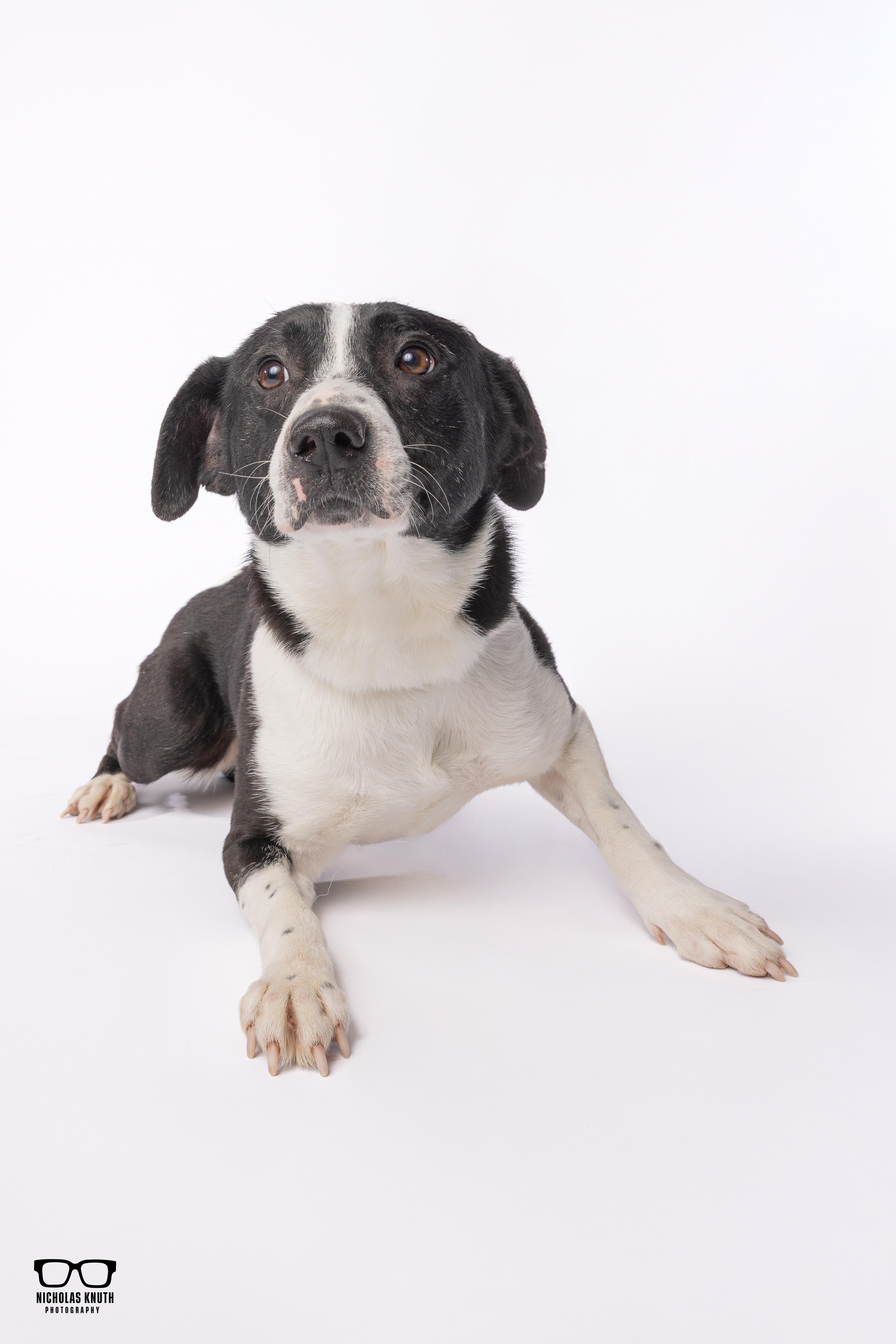 Enlarge Ancil ***KANKAKEE TORNADO PUP***, an adopted mixed breed in Palatine, IL image 2/6