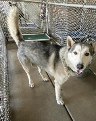 Enlarge Gage #1647 (404), a Adoptable mixed breed in Victorville, CA image 2/2