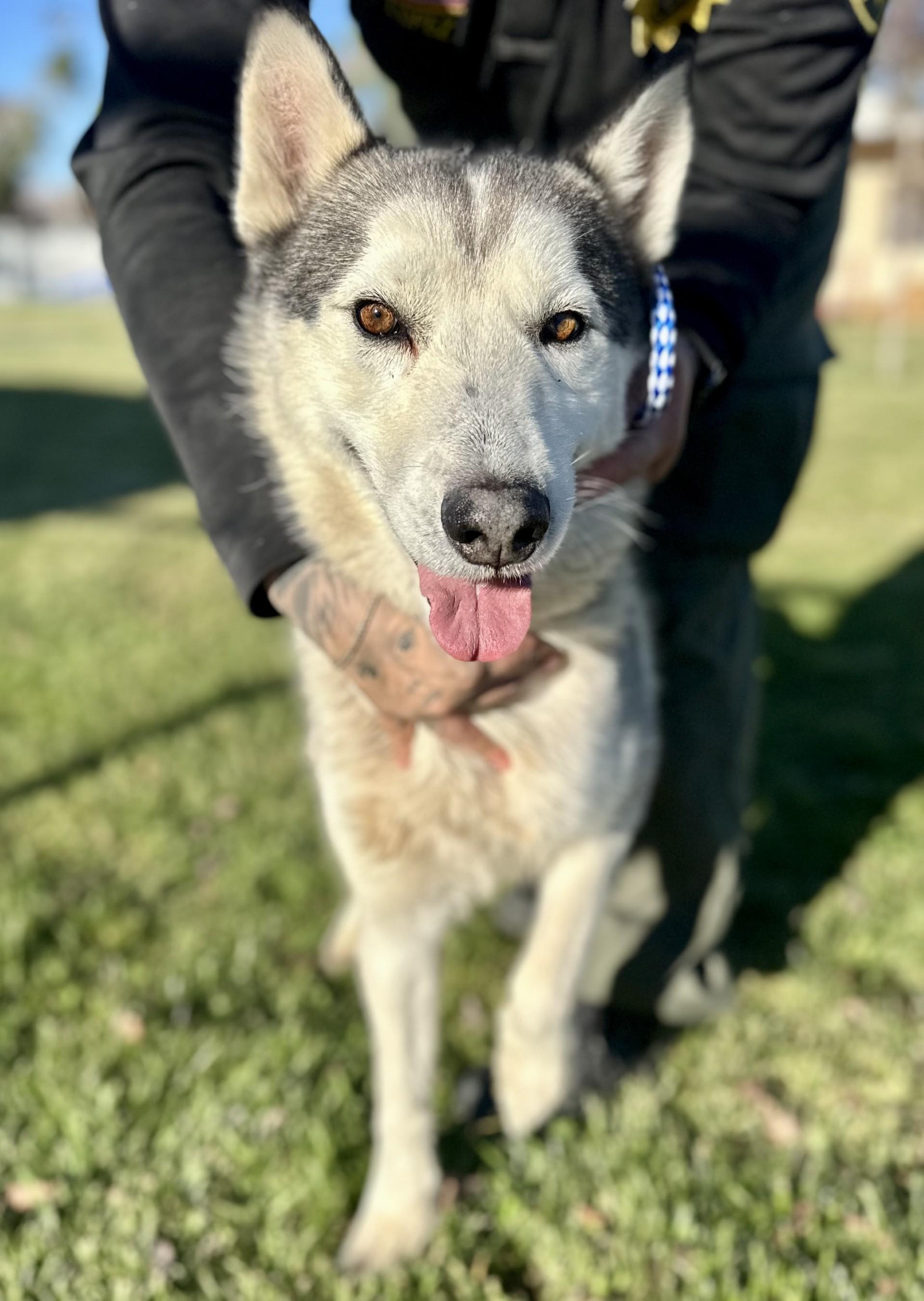 Gage #1647 (404), Adoptable, Adult Male Husky.