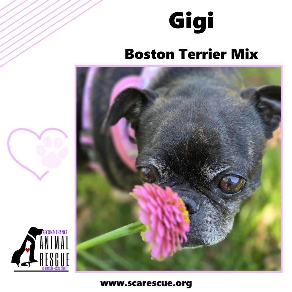 Gigi, Adoptable, Adult Female Boston Terrier.