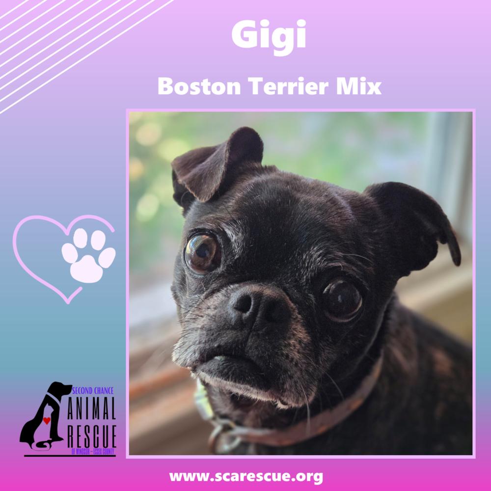 Gigi, a Adoptable mixed breed in Windsor, ON image 2/6
