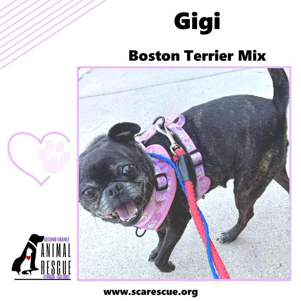 Gigi, a Adoptable mixed breed in Windsor, ON image 3/6