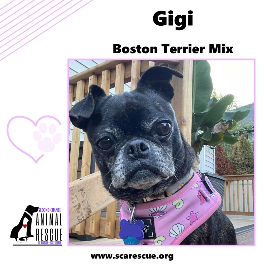 Gigi, a Adoptable mixed breed in Windsor, ON image 4/6
