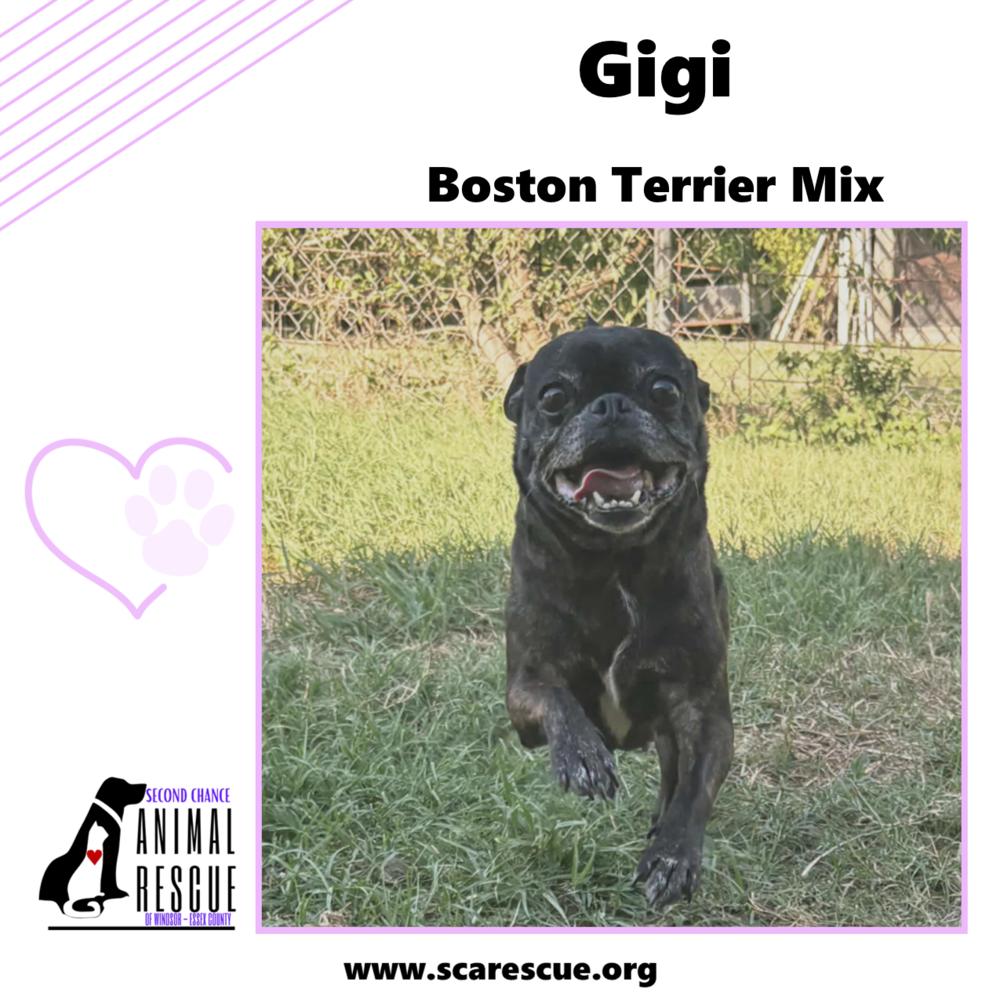 Gigi, a Adoptable mixed breed in Windsor, ON image 5/6