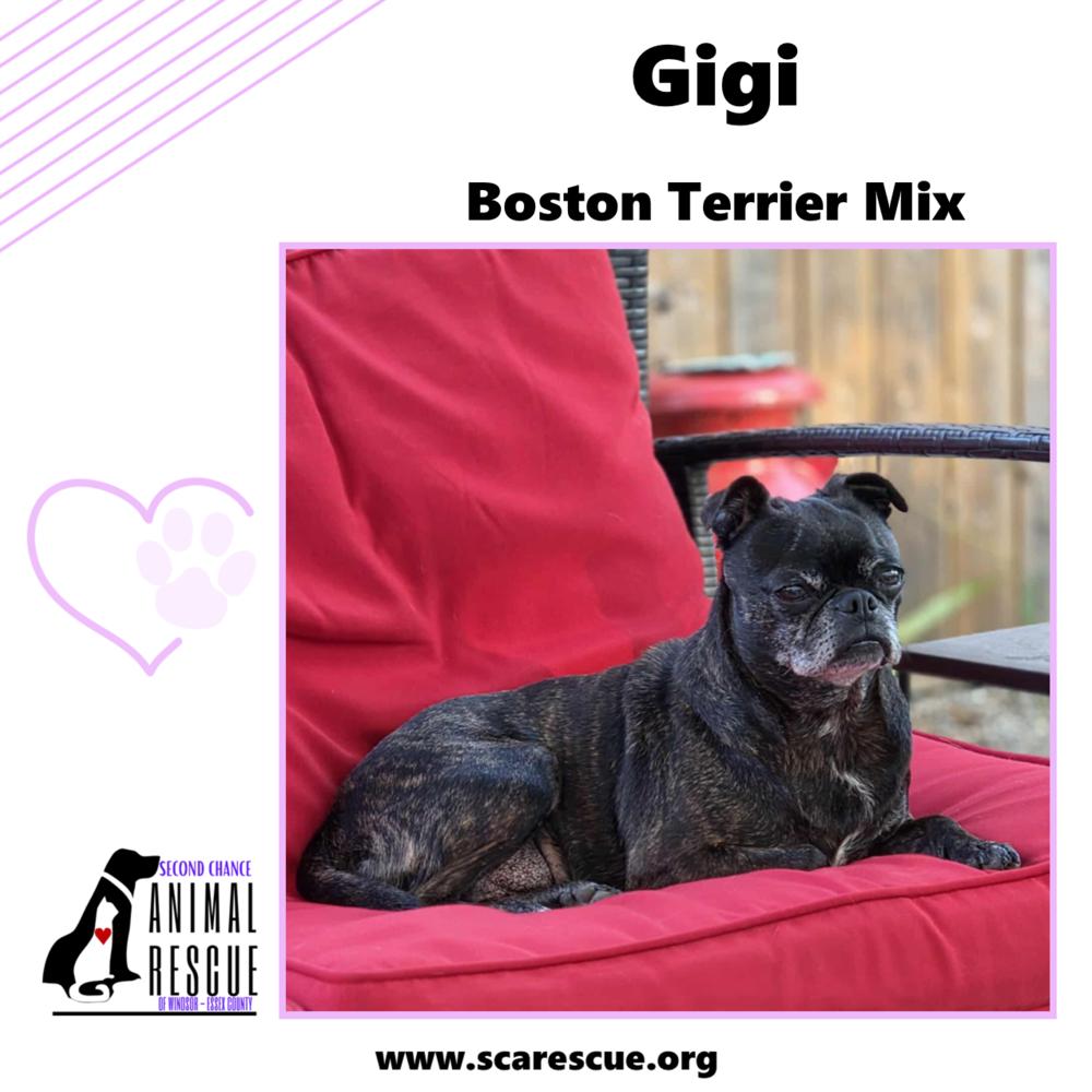 Gigi, a Adoptable mixed breed in Windsor, ON image 6/6