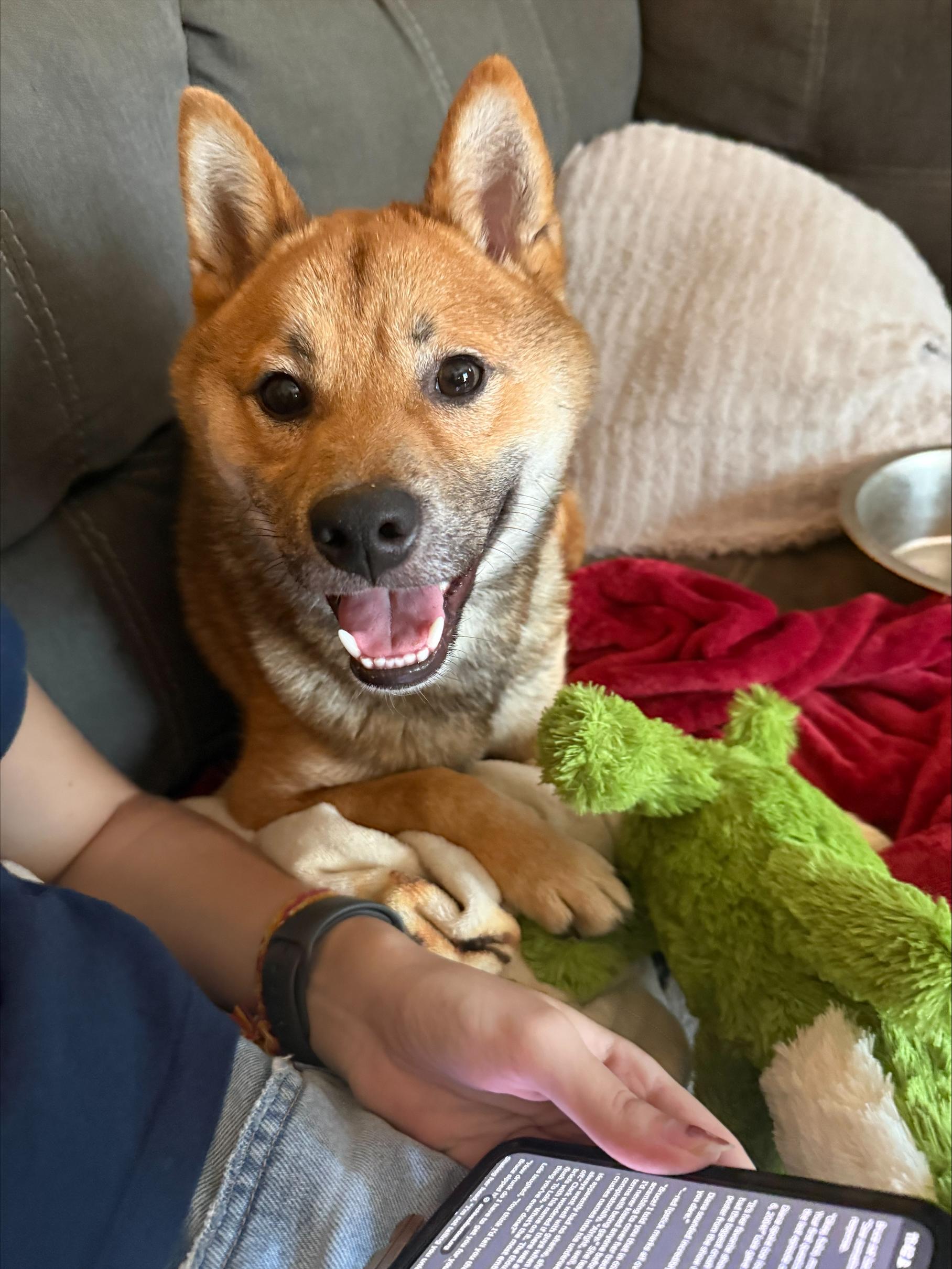 wolfe, ADOPTABLE, Adult Male Shiba Inu.