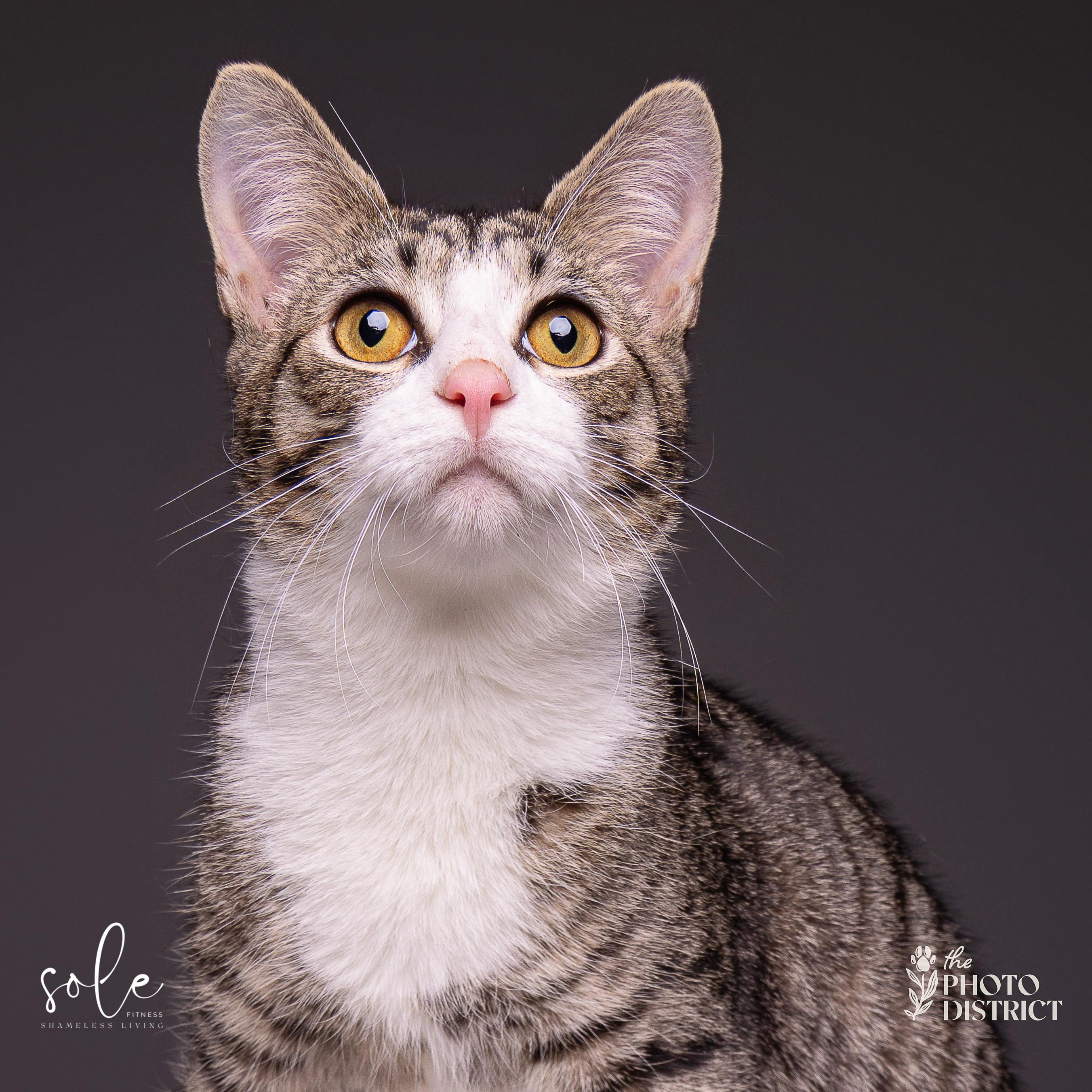 Enlarge Fitzwilliam, a Adoptable Domestic Short Hair in Kinston, NC image 3/6