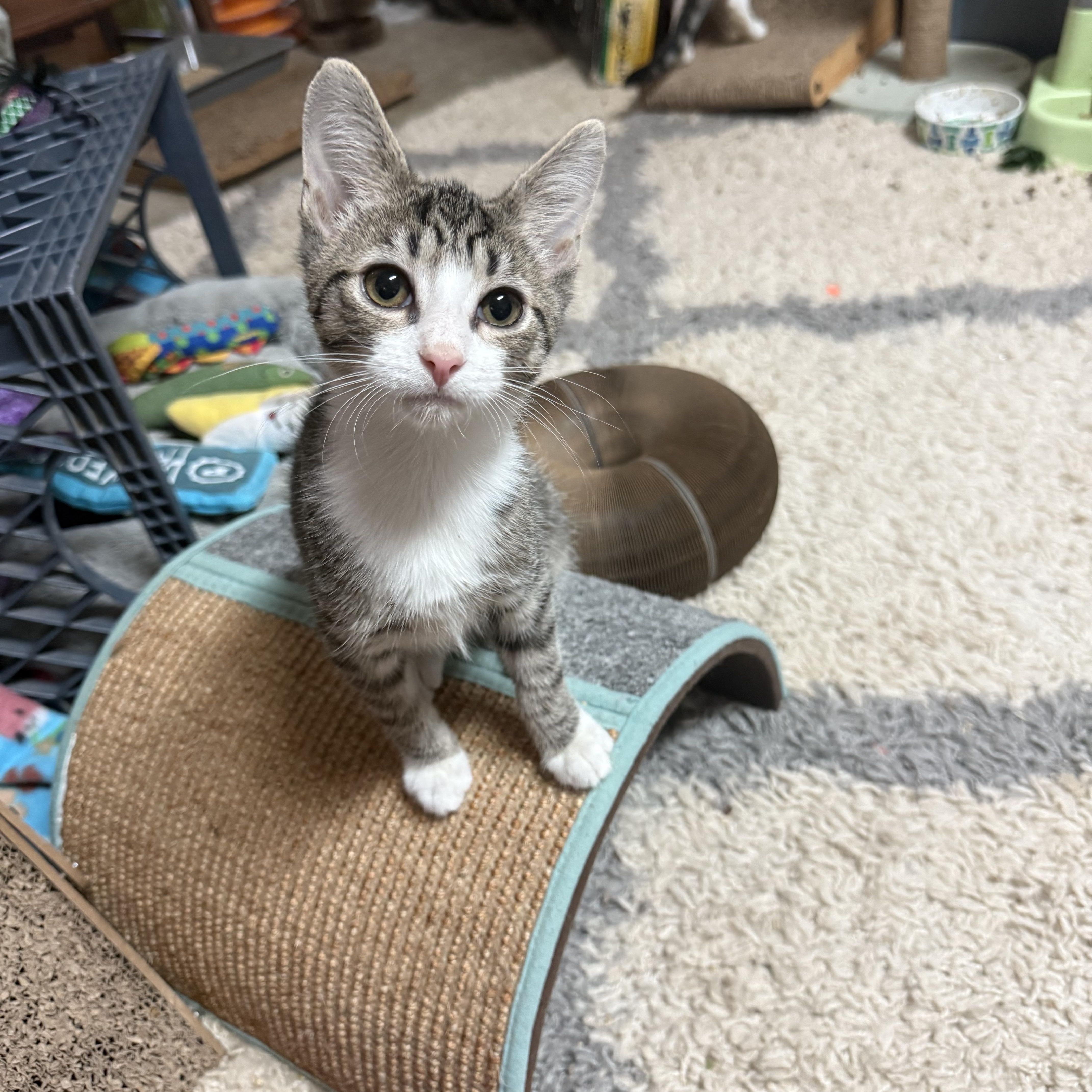 Enlarge Fitzwilliam, a Adoptable Domestic Short Hair in Kinston, NC image 6/6