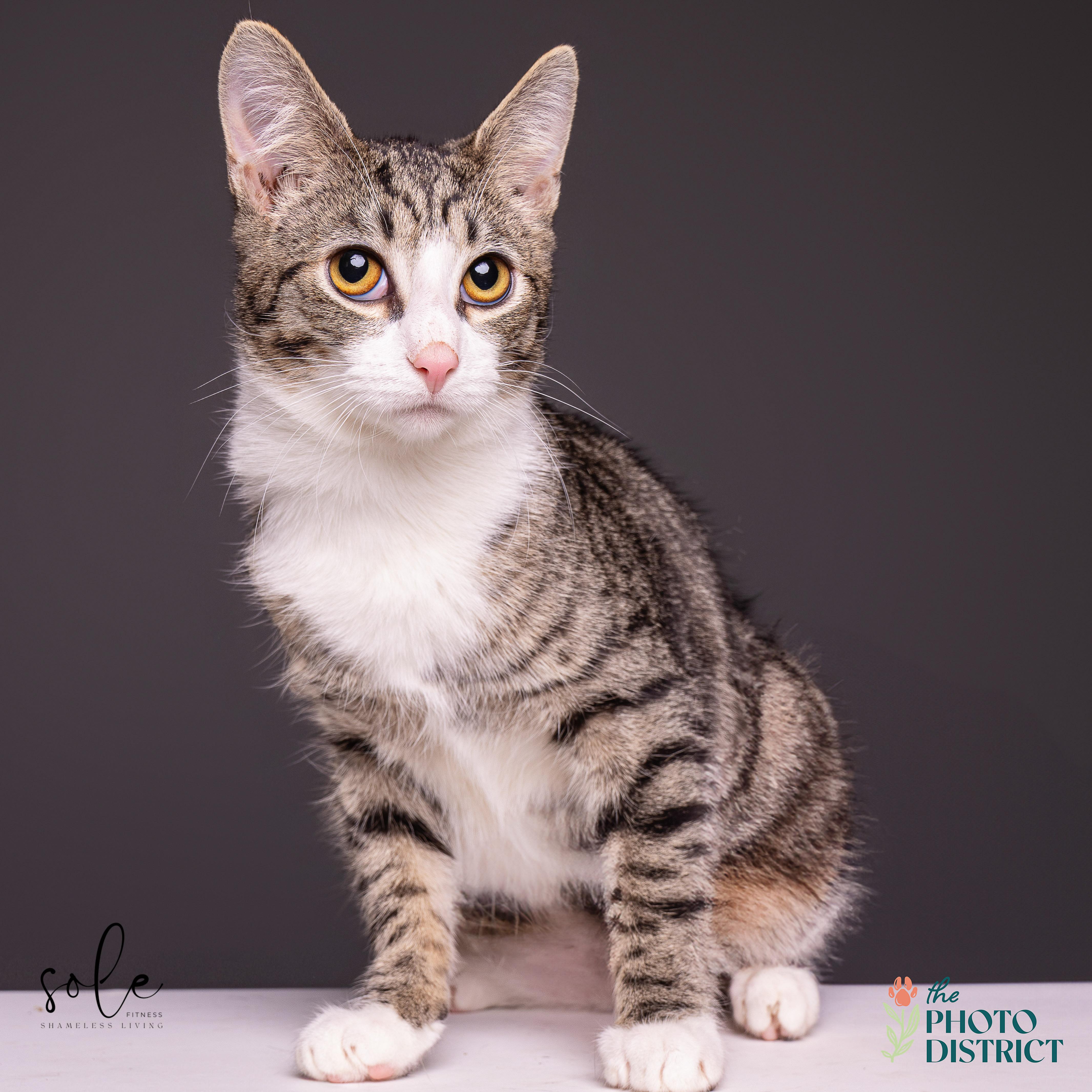 Enlarge Fitzwilliam, a Adoptable Domestic Short Hair in Kinston, NC image 1/6