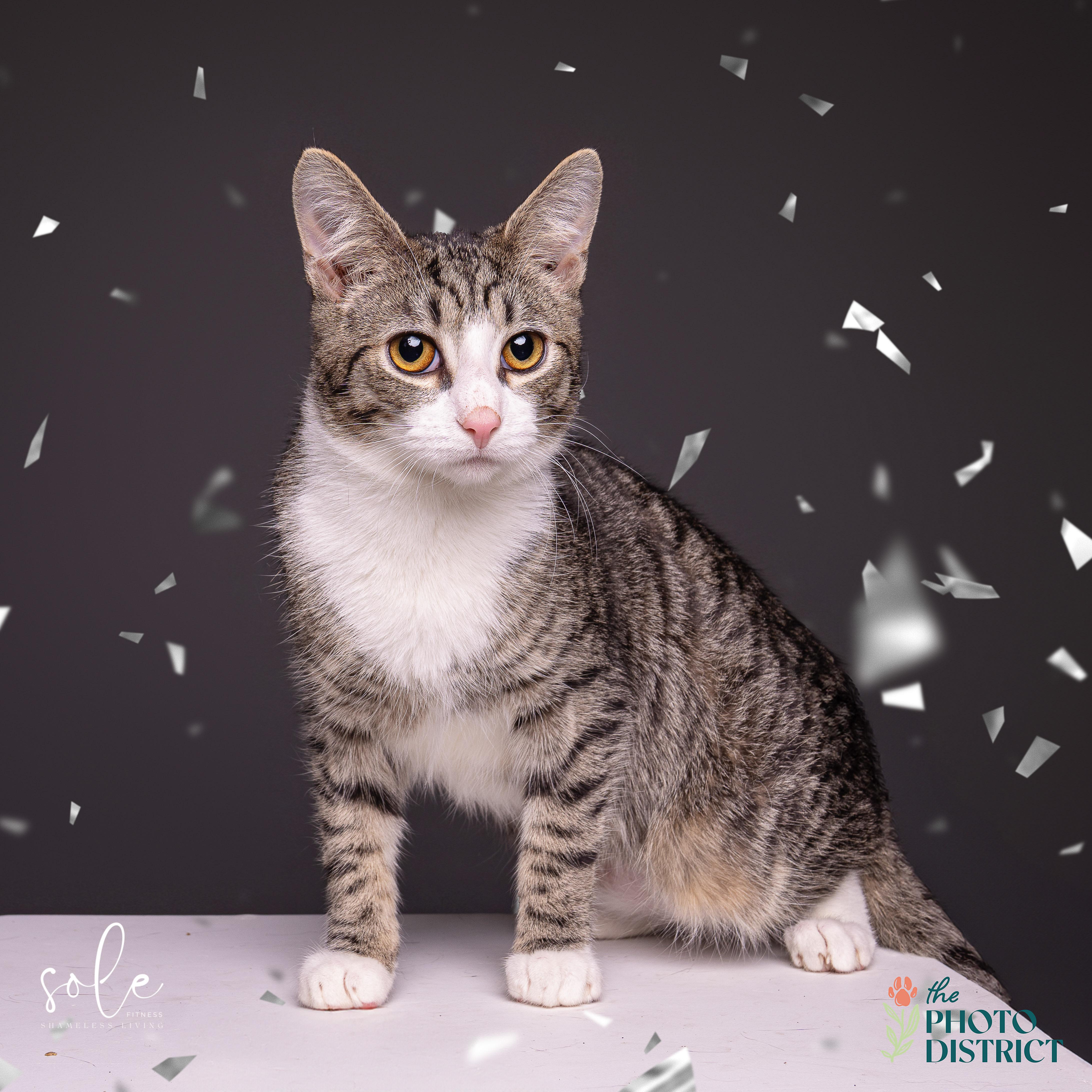 Enlarge Fitzwilliam, a Adoptable Domestic Short Hair in Kinston, NC image 4/6