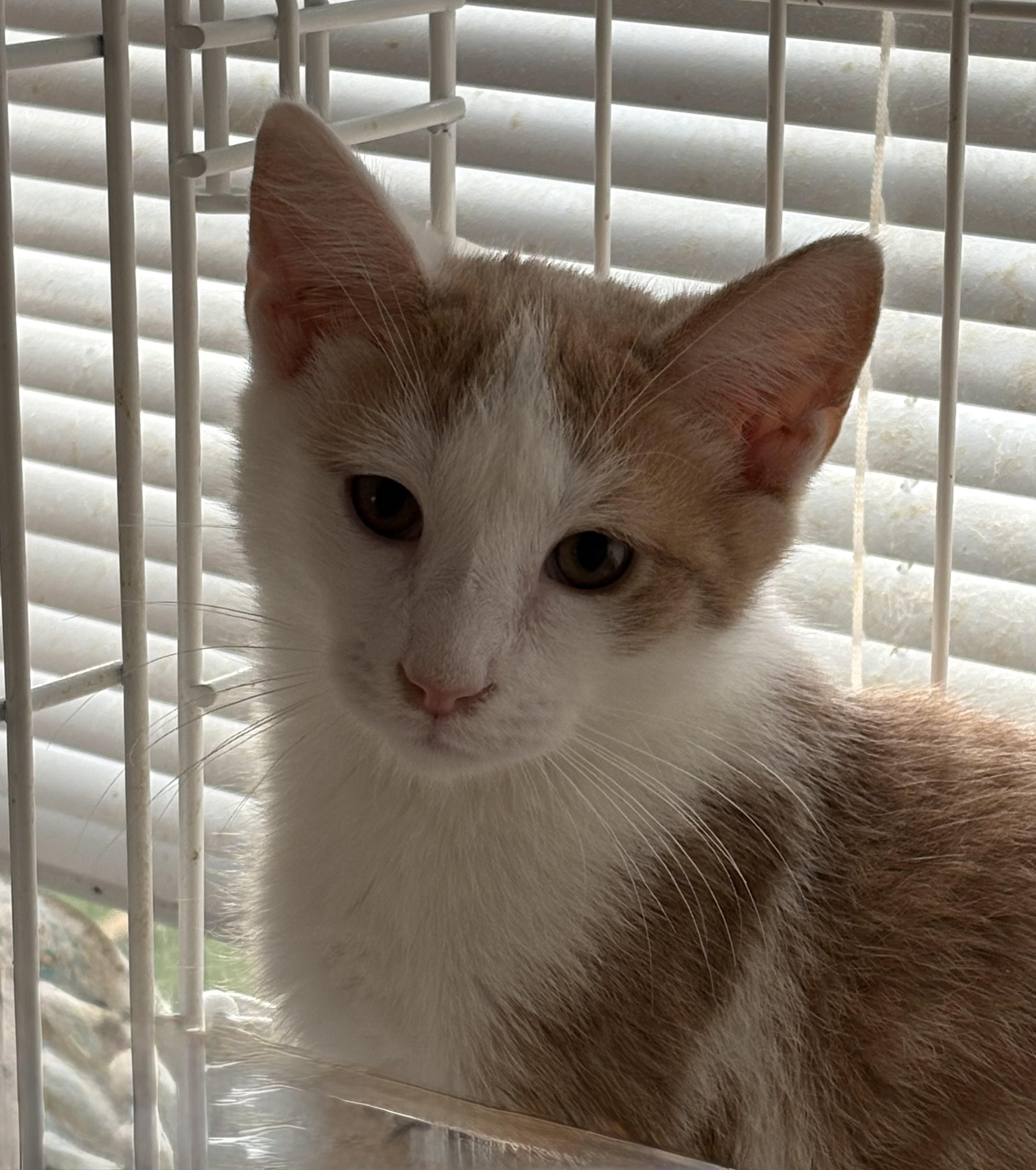 Marty, ADOPTABLE, Kitten Male Domestic Short Hair.