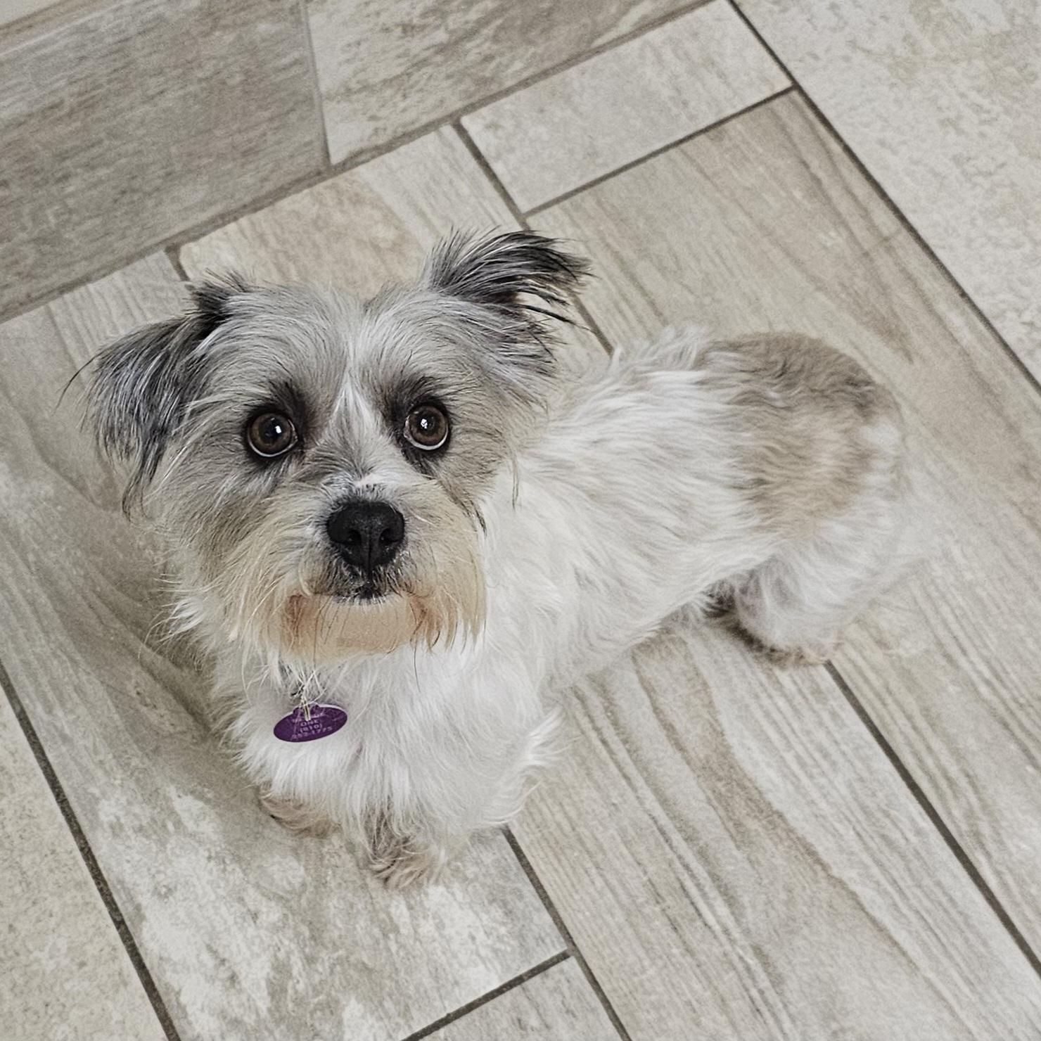 Enlarge DUSTY, an adopted mixed breed in Fenton, MI image 3/6