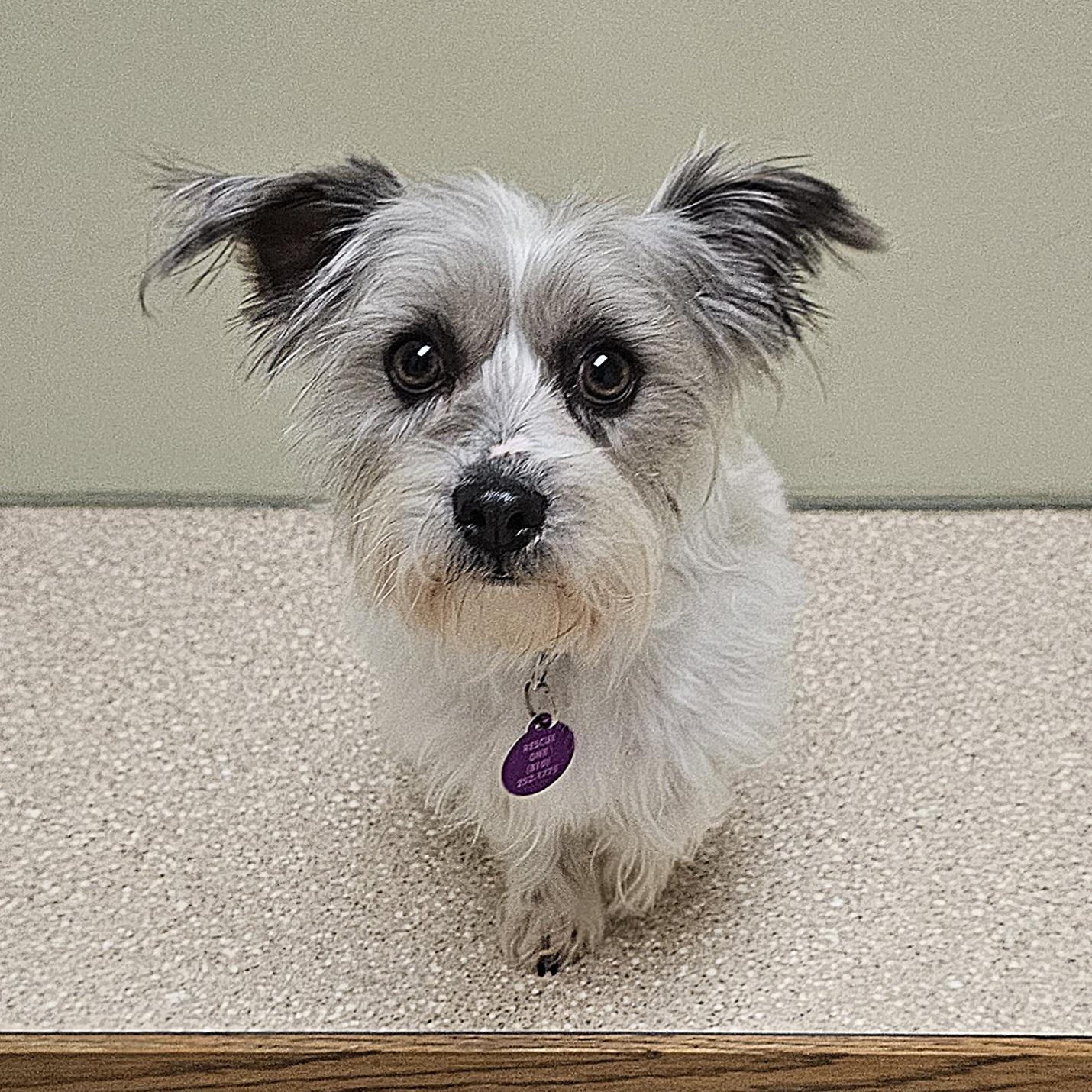 Enlarge DUSTY, an adopted mixed breed in Fenton, MI image 4/6