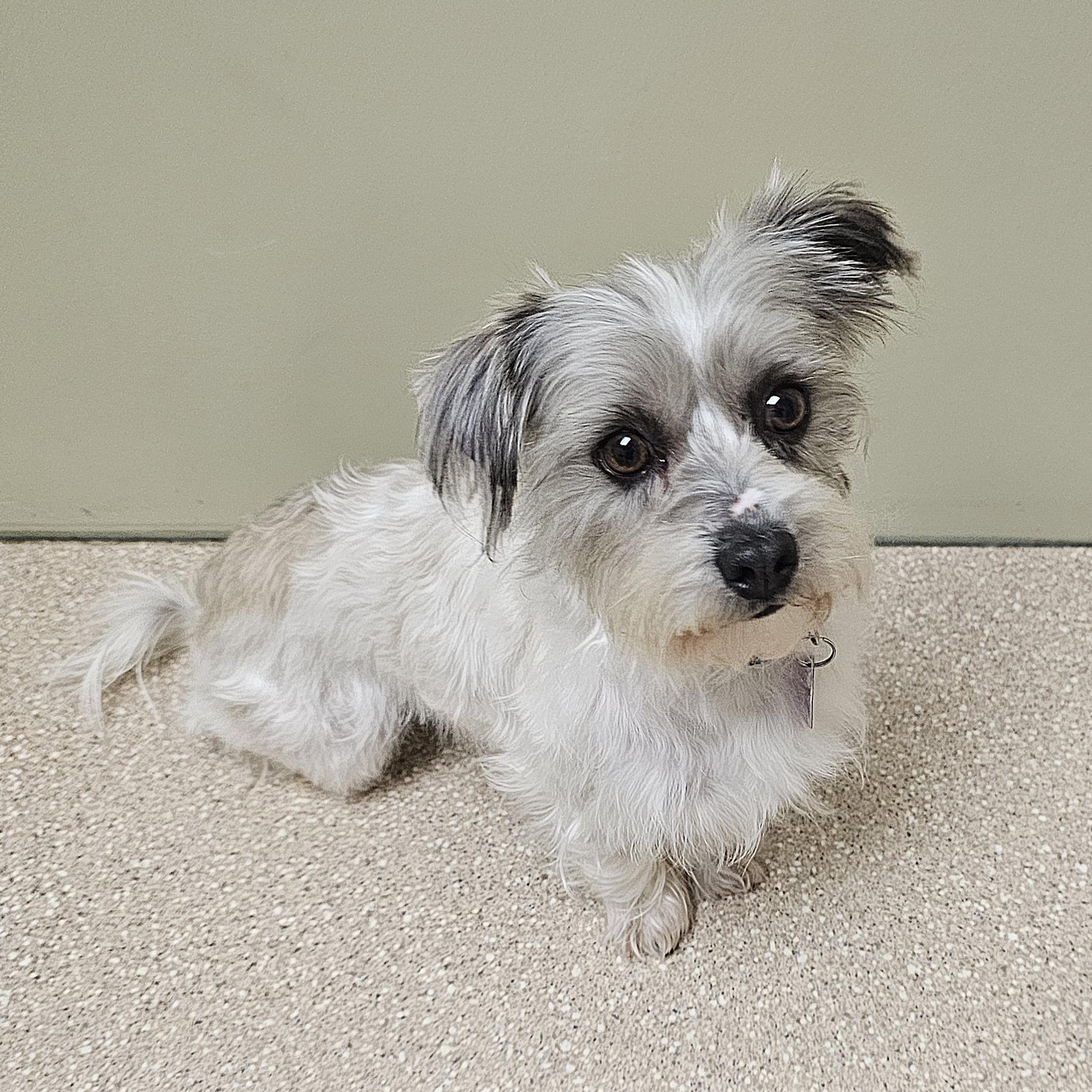 Enlarge DUSTY, an adopted mixed breed in Fenton, MI image 5/6