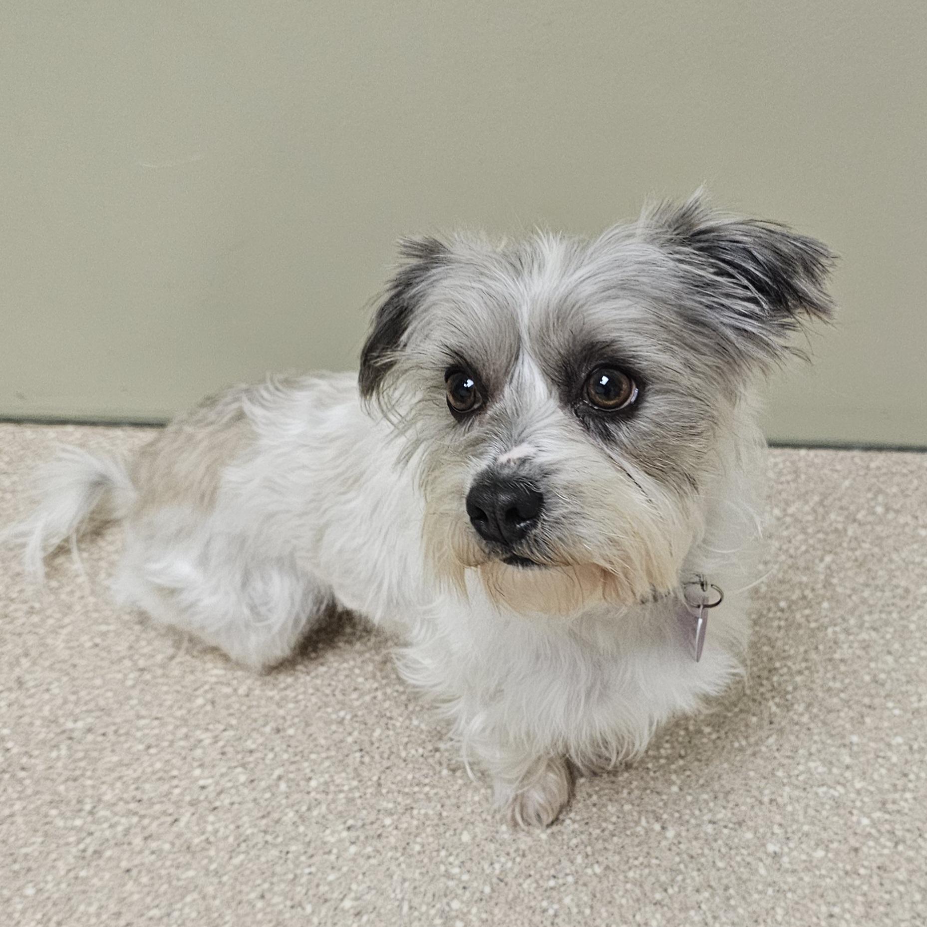 Enlarge DUSTY, an adopted mixed breed in Fenton, MI image 2/6