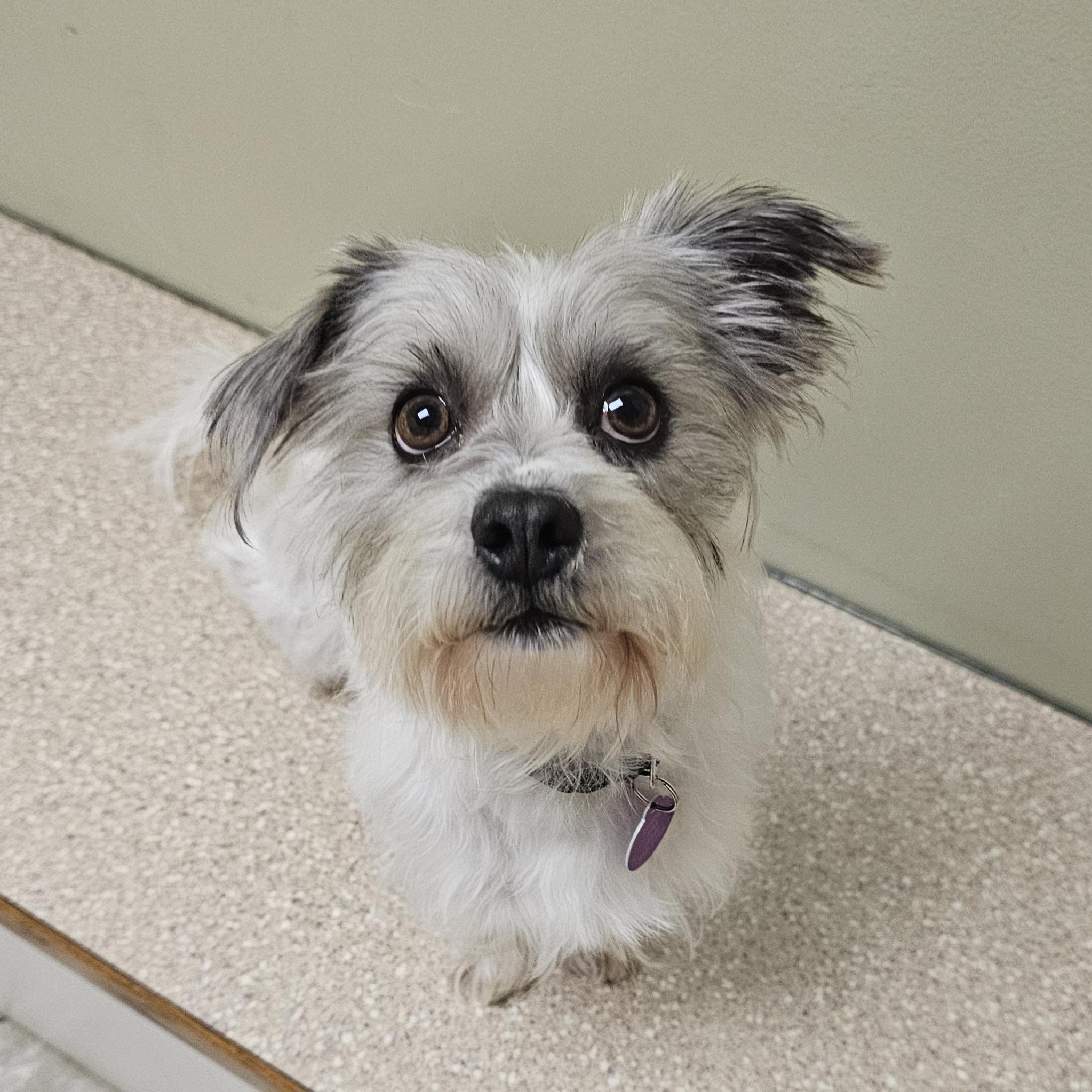 Enlarge DUSTY, an adopted mixed breed in Fenton, MI image 1/6