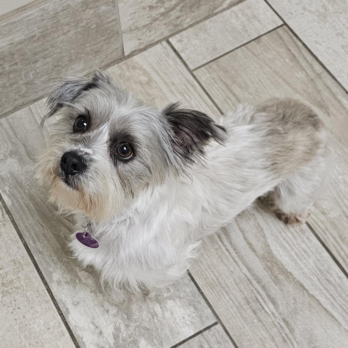 Enlarge DUSTY, an adopted mixed breed in Fenton, MI image 6/6