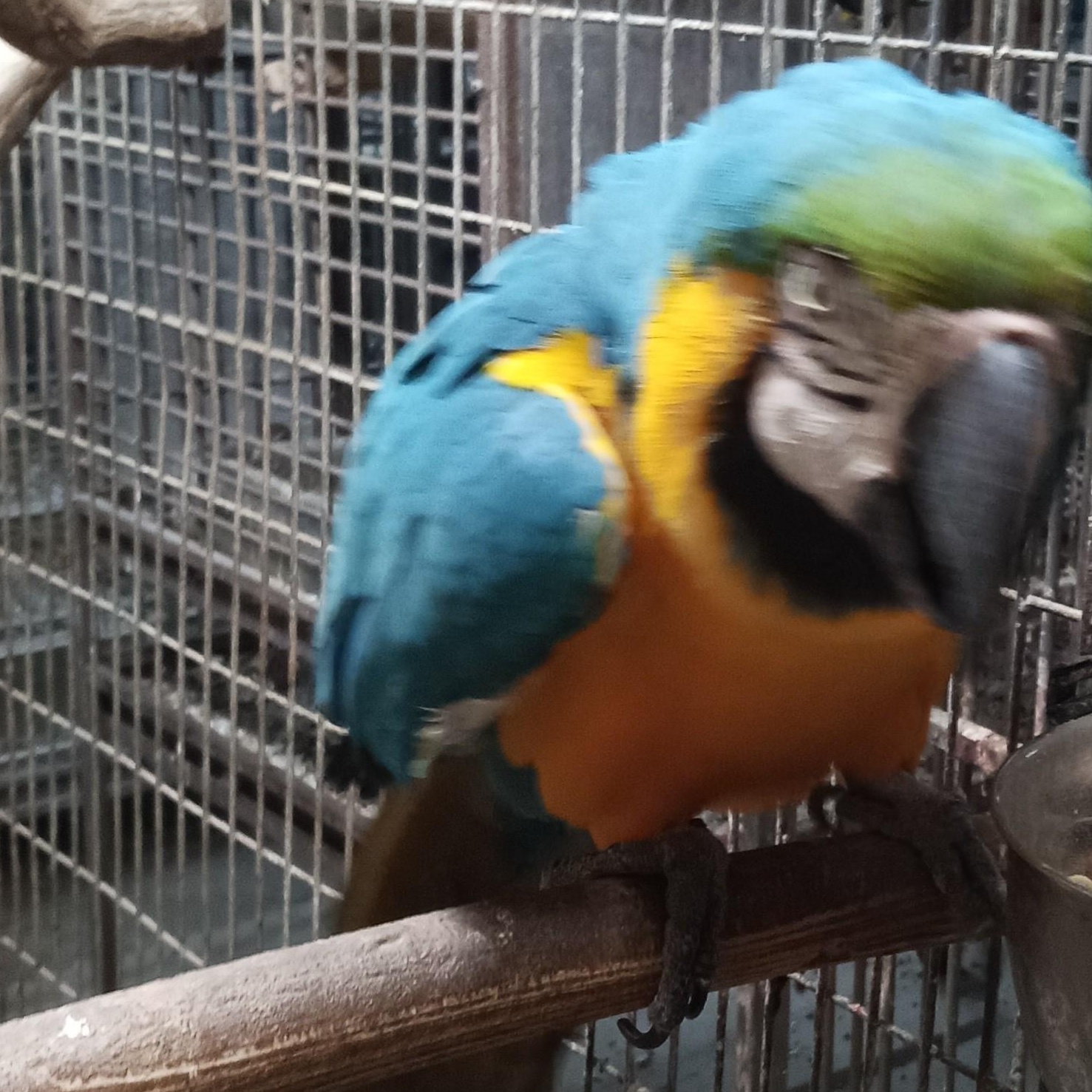 Mister, Adoptable, Adult Male Macaw.