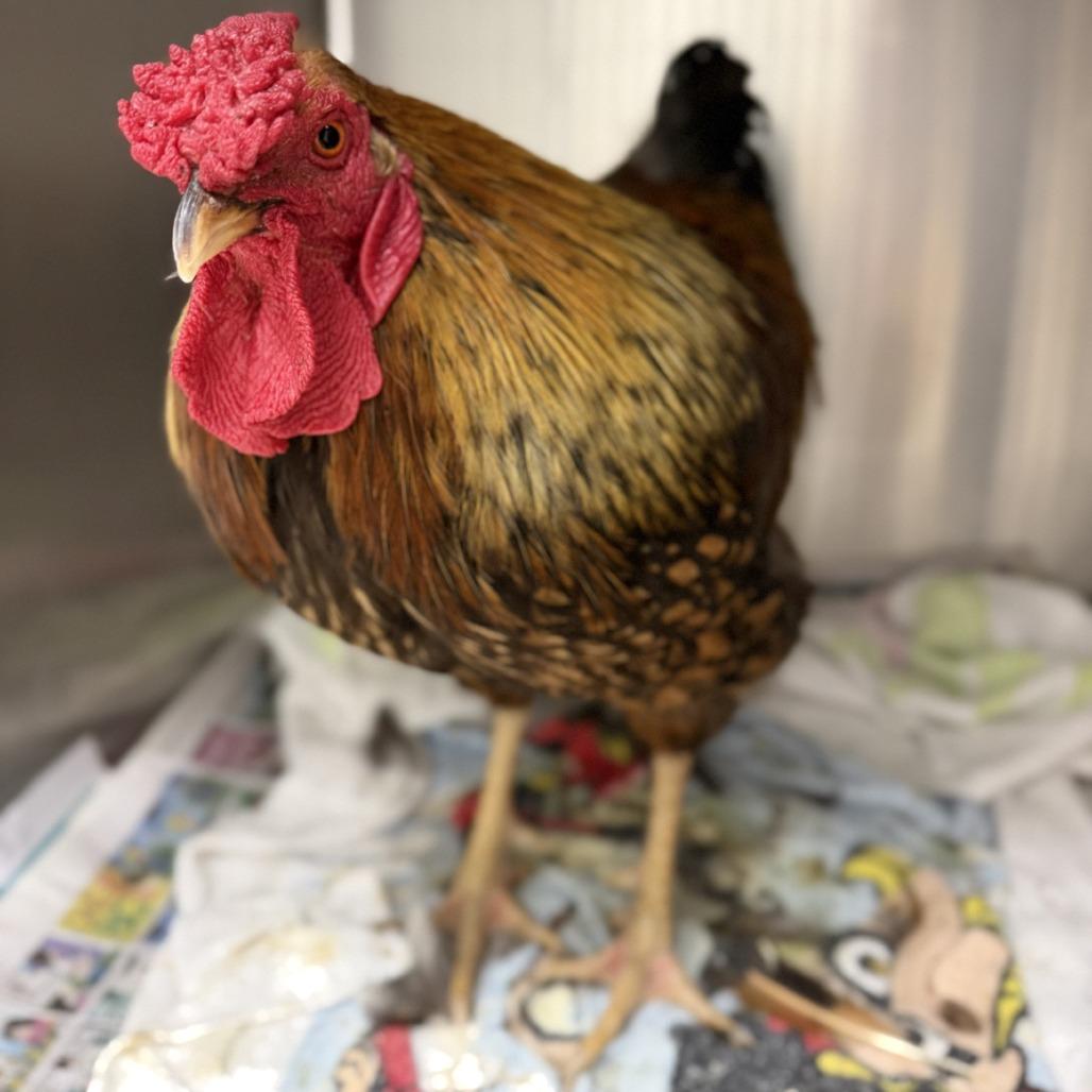 Rooster 10/08/2026, Adoptable, Adult Male Chicken.