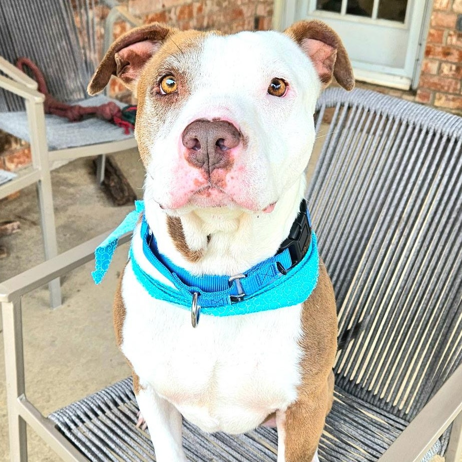 Dog for adoption Lucy, a Pit Bull Terrier Mix in Boise, ID Petfinder