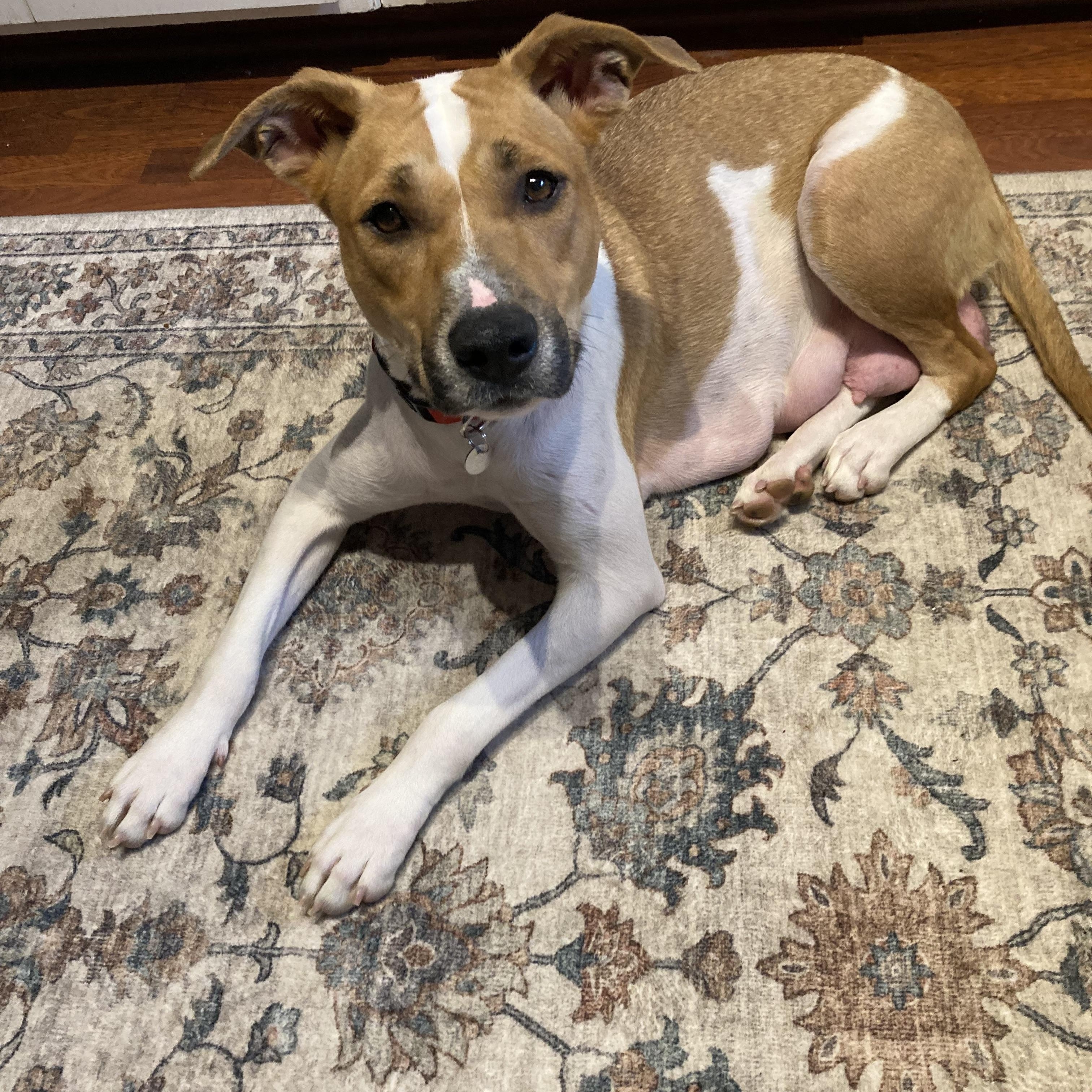 Cheyenne — thumbnail 3