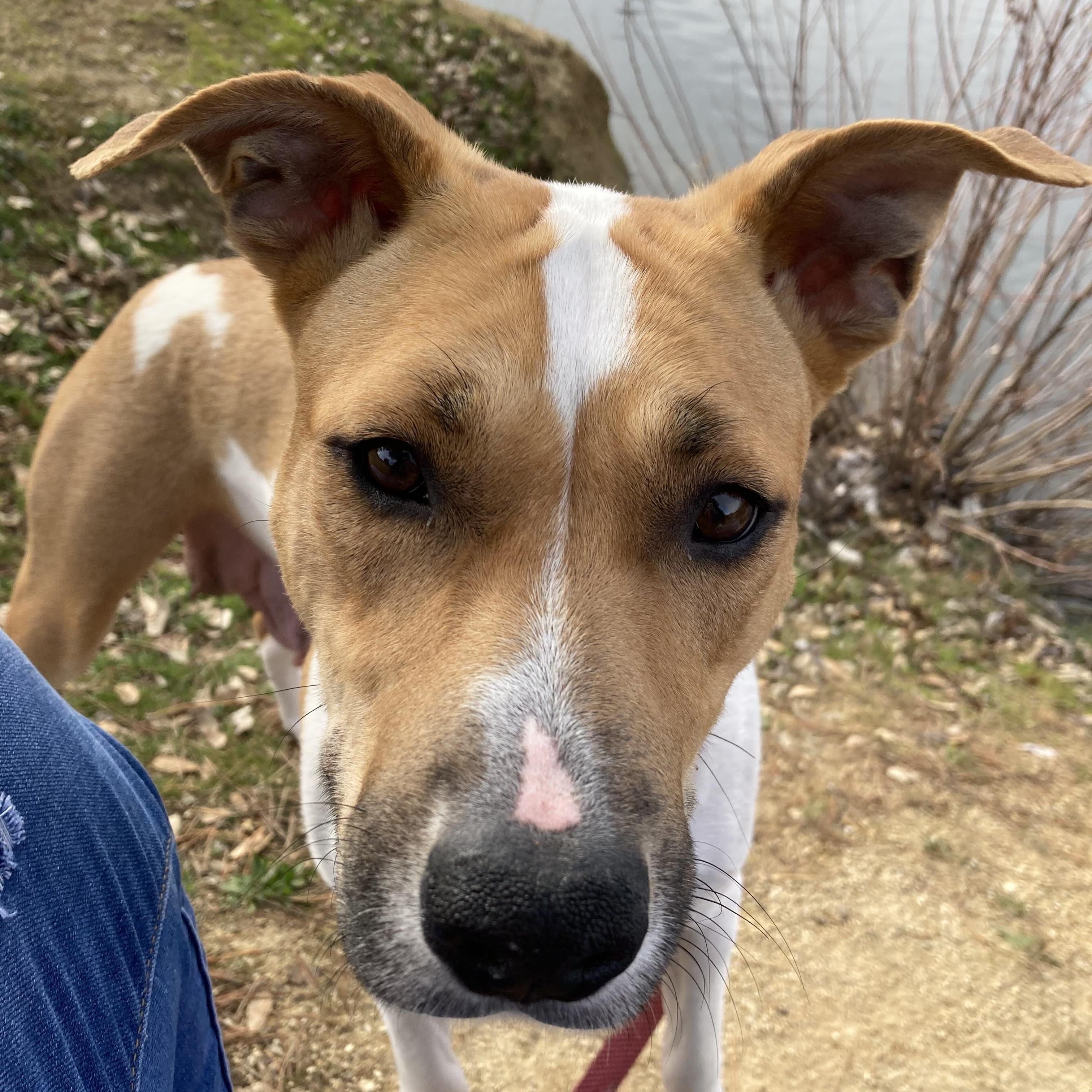 Cheyenne — thumbnail 4