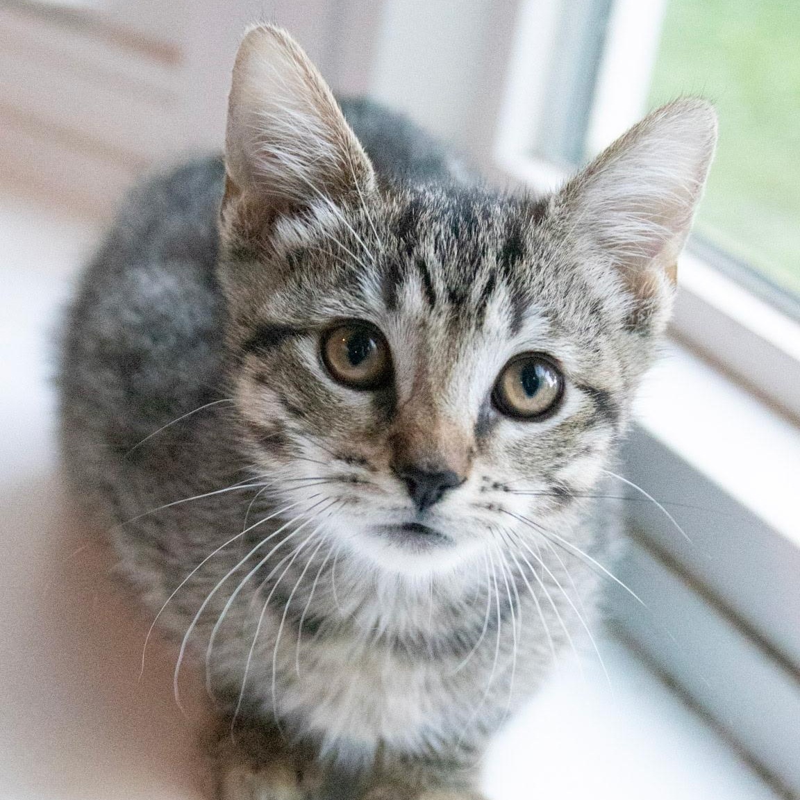 Frito, Adoptable, Kitten Male Domestic Short Hair.