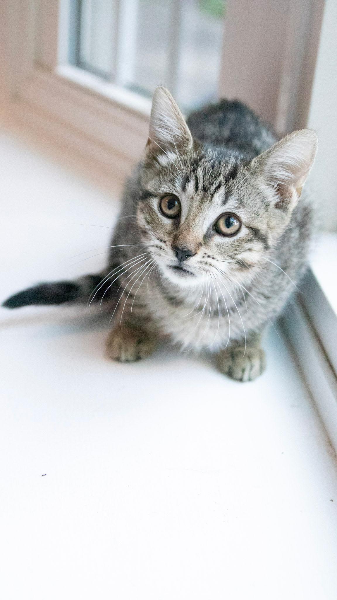 Enlarge Frito, a Adoptable Domestic Short Hair in Haddon Heights, NJ image 4/5