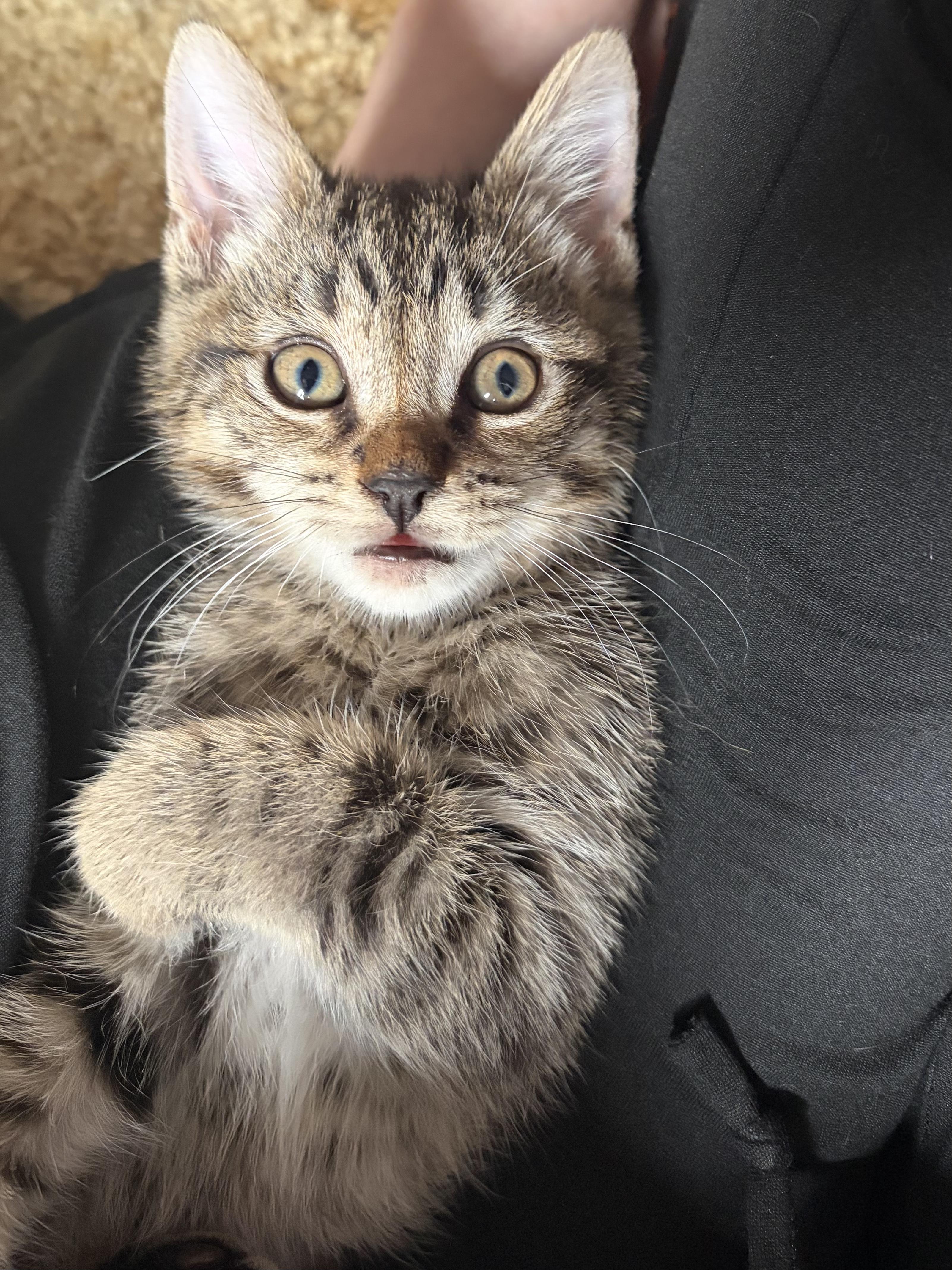 Enlarge Frito, a Adoptable Domestic Short Hair in Haddon Heights, NJ image 2/5