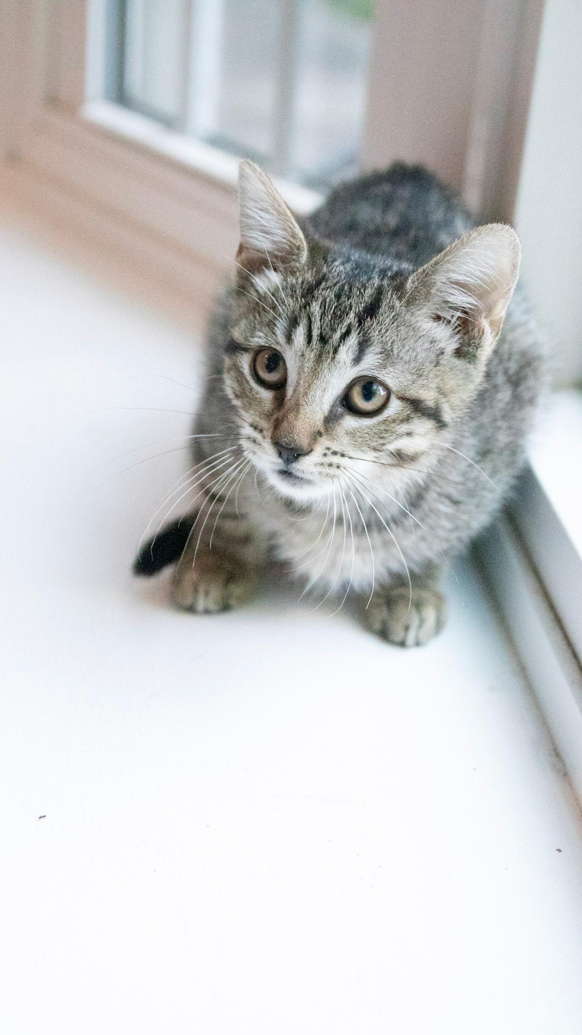 Enlarge Frito, a Adoptable Domestic Short Hair in Haddon Heights, NJ image 5/5