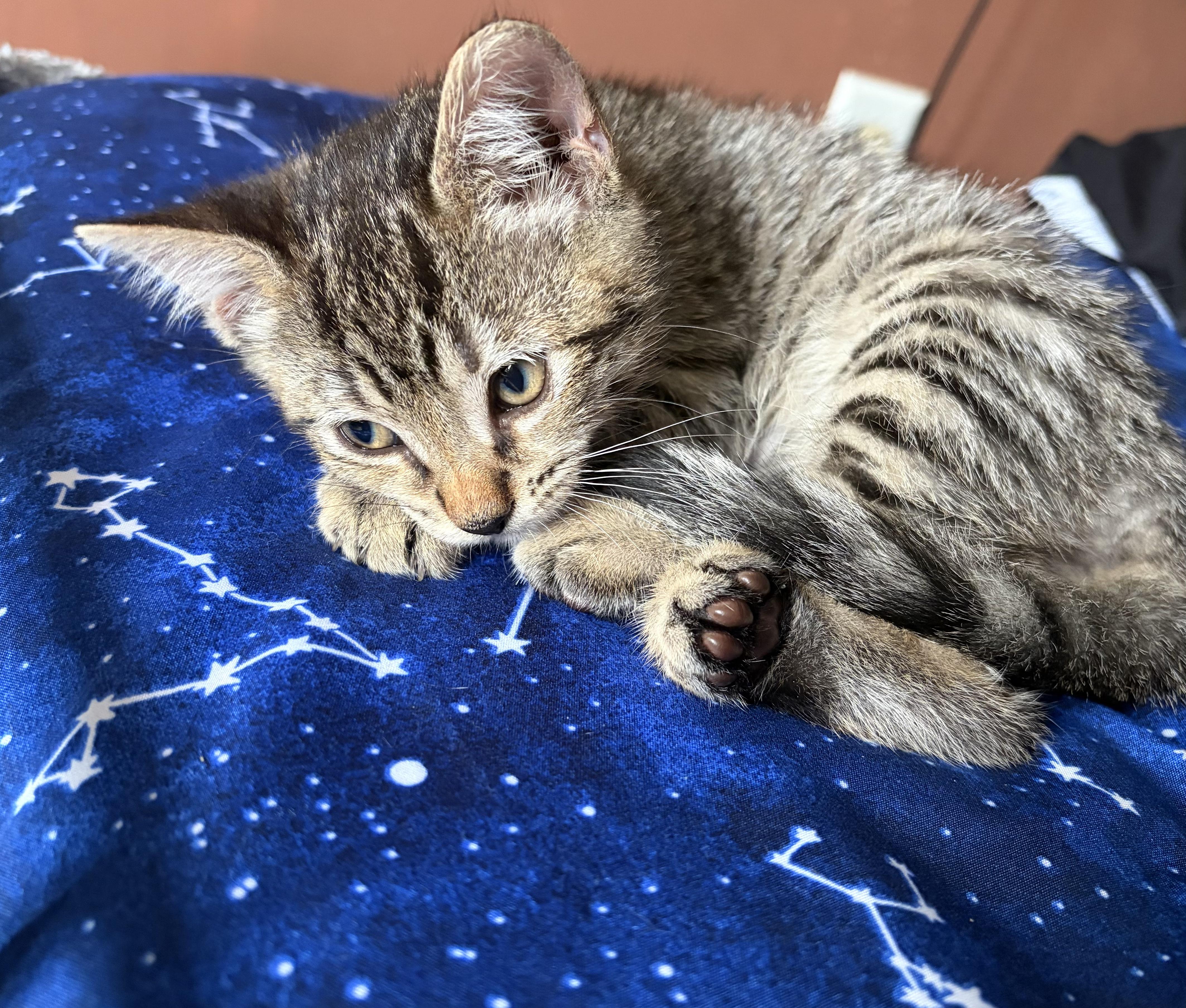 Enlarge Frito, a Adoptable Domestic Short Hair in Haddon Heights, NJ image 3/5