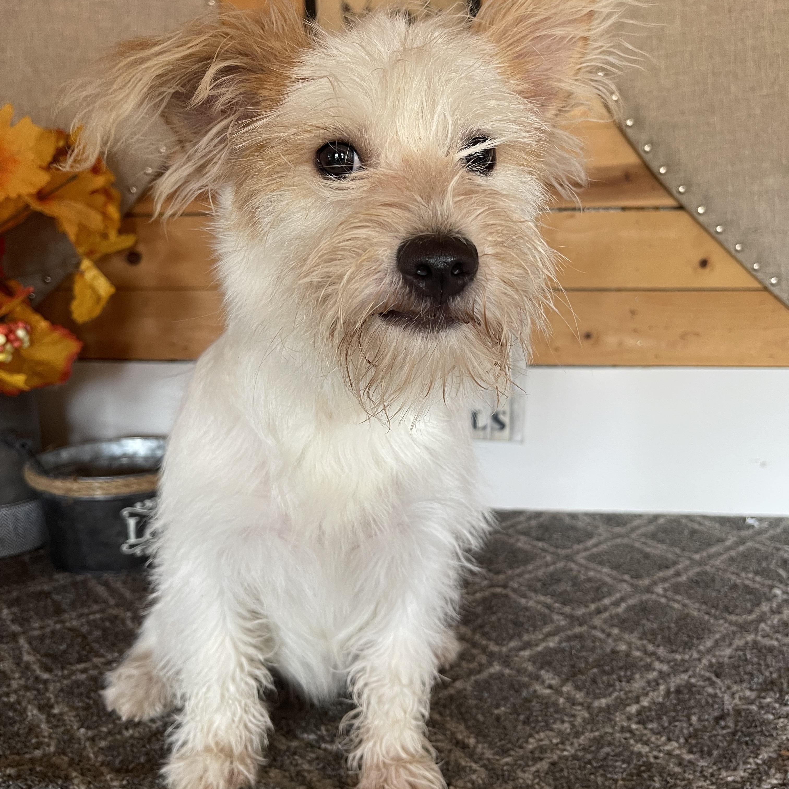 Enlarge Stuart, a Adopted Terrier in Vacaville, CA image 1/4