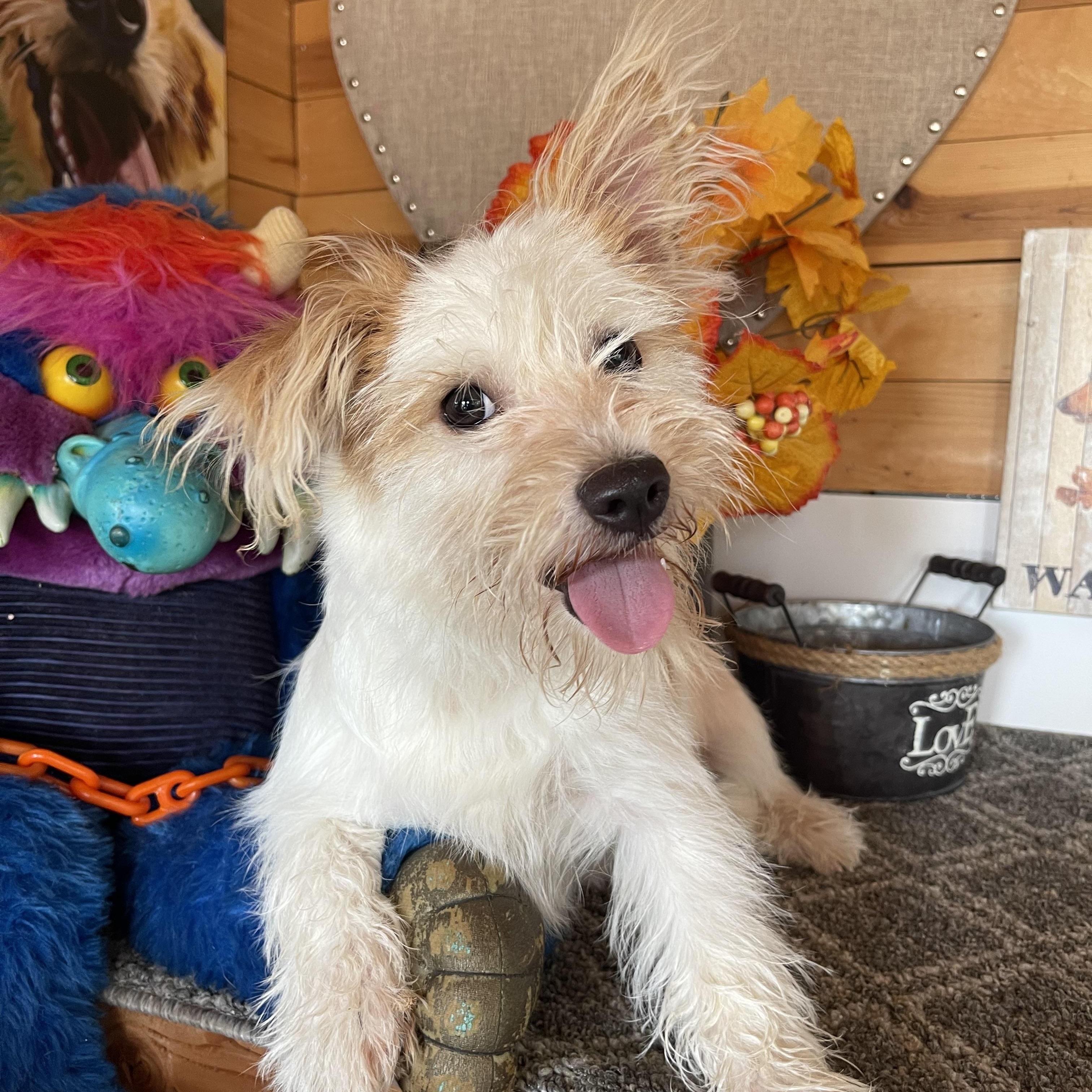 Enlarge Stuart, a Adopted Terrier in Vacaville, CA image 2/4