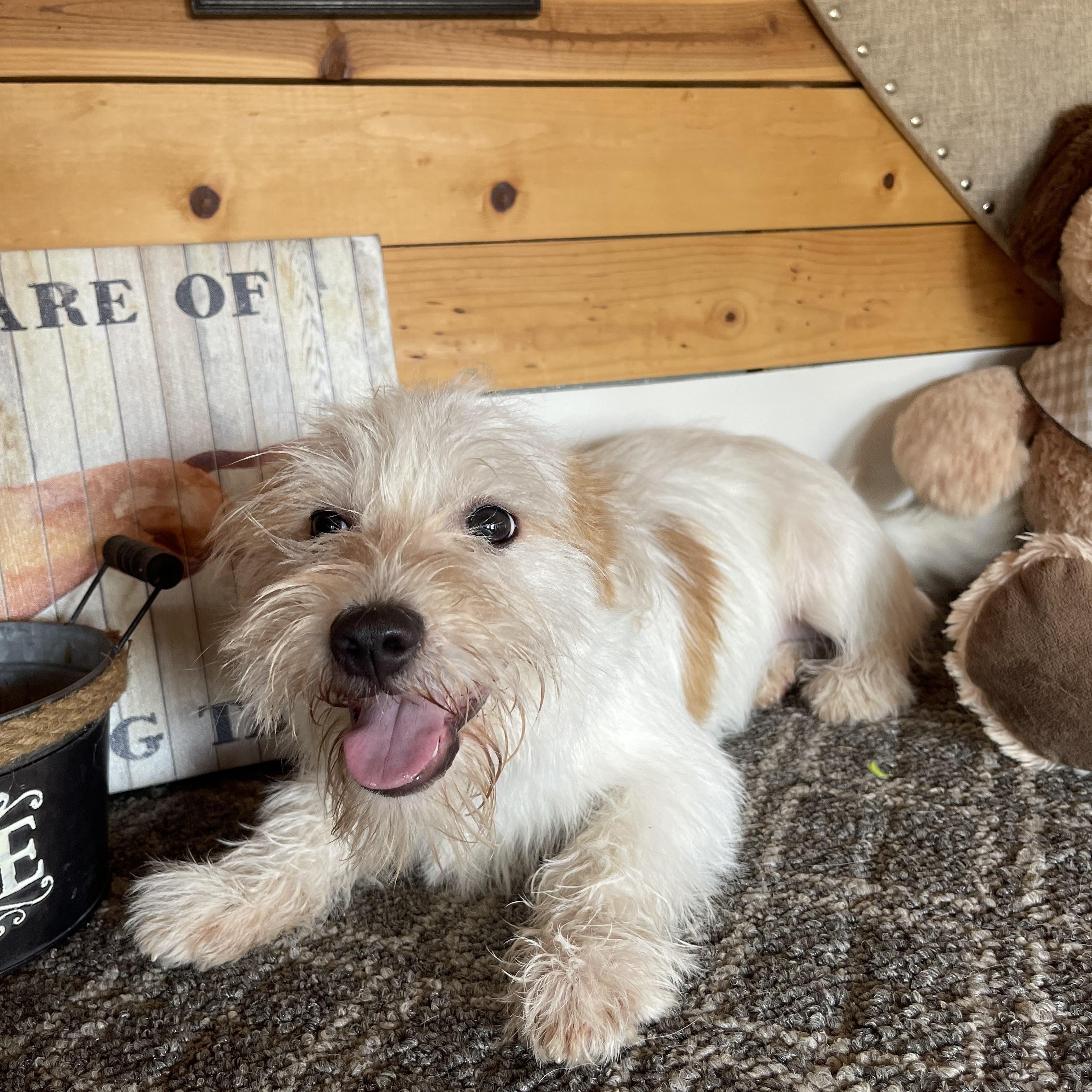 Enlarge Stuart, a Adopted Terrier in Vacaville, CA image 3/4