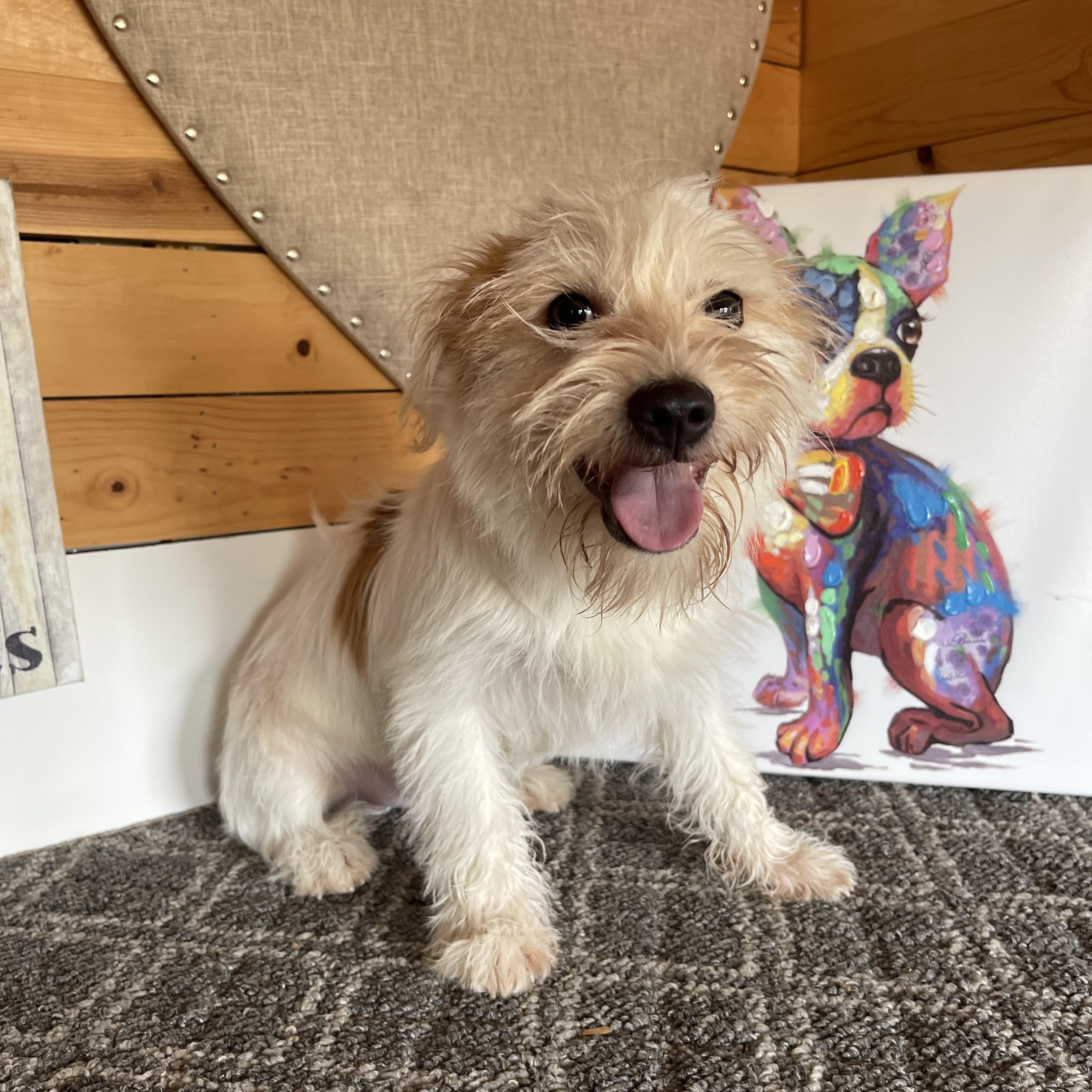 Enlarge Stuart, a Adopted Terrier in Vacaville, CA image 4/4