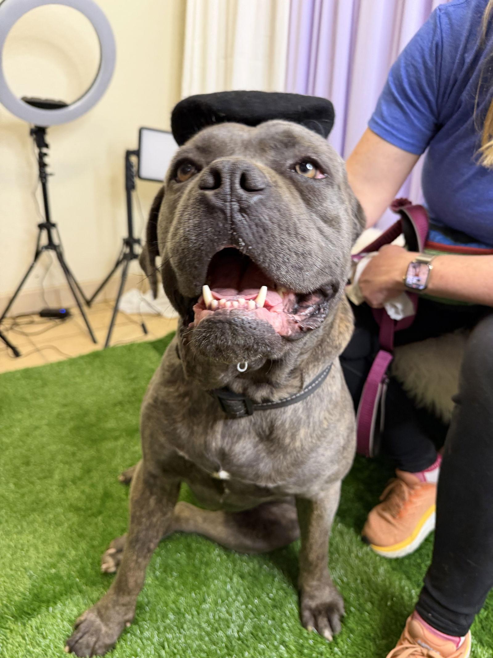Walter, Adopted, Young Male Cane Corso.
